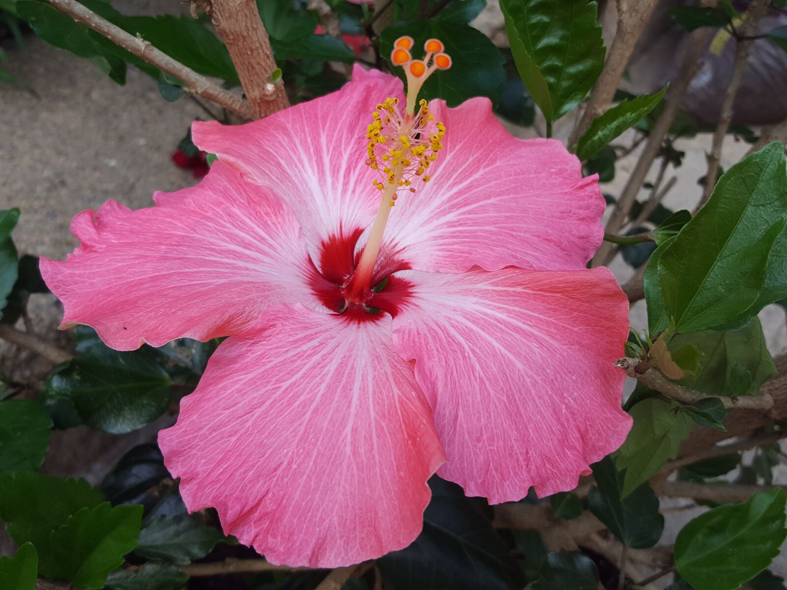 Samsung Galaxy S6 sample photo. Nature, flora, flower photography