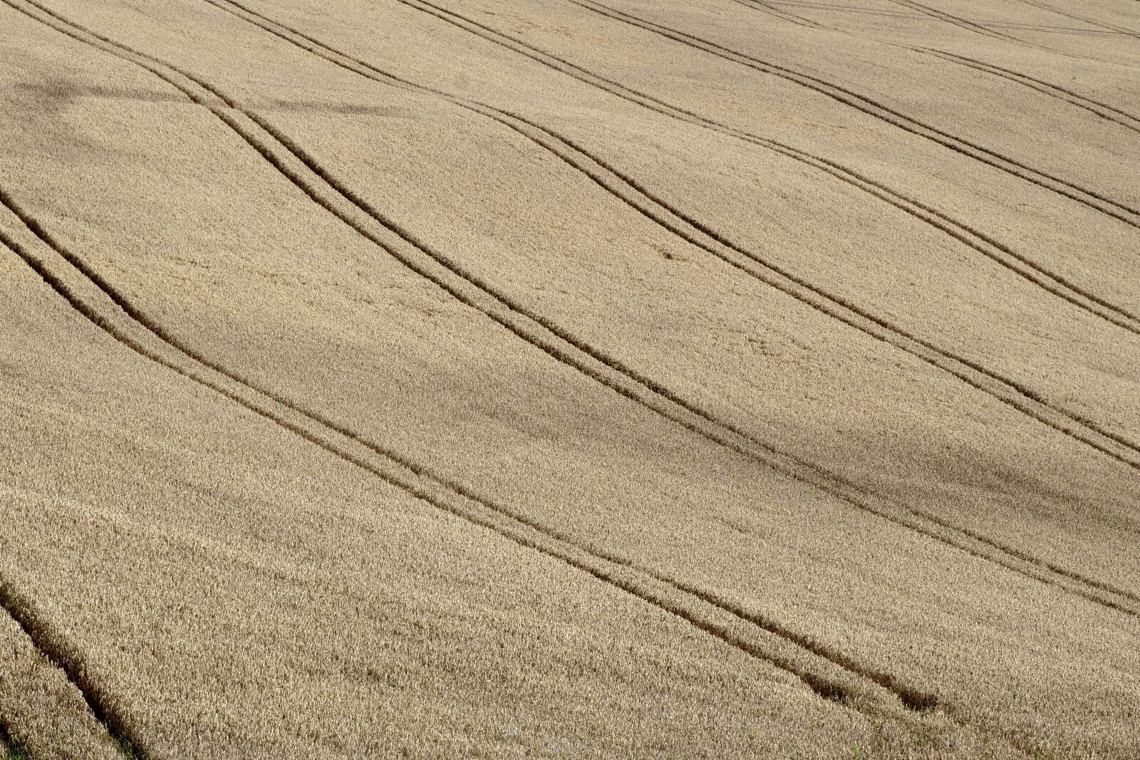 Pentax K-S2 sample photo. Field, corn, agriculture photography