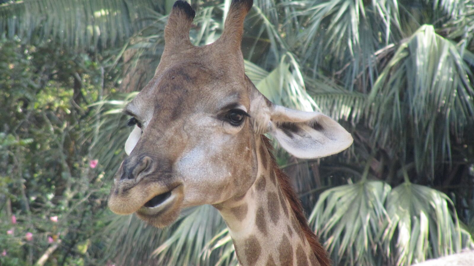 Canon PowerShot SX200 IS sample photo. Giraffe, mammal, animal photography