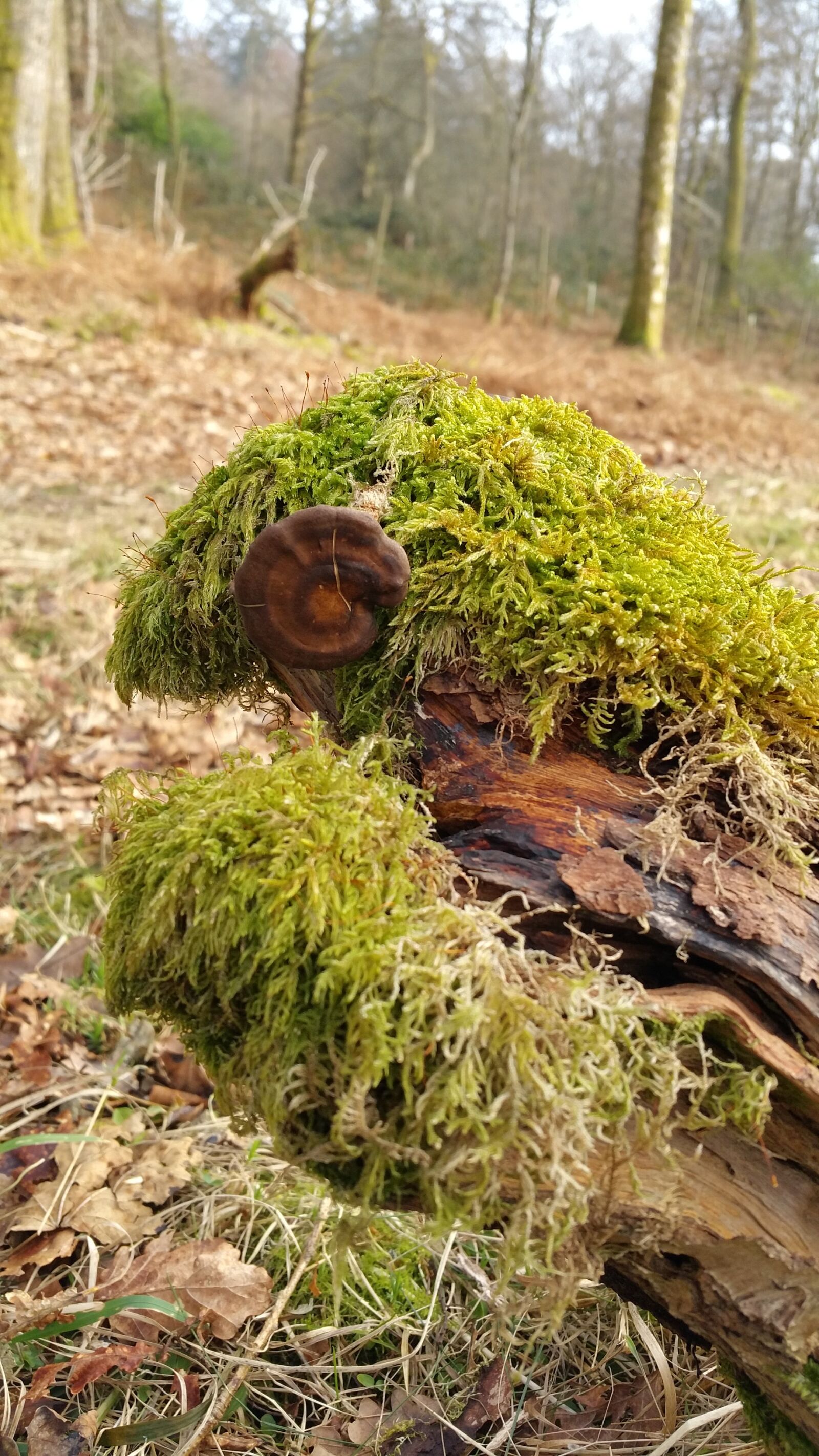 Samsung Galaxy Note4 sample photo. Mushroom, toadstool, moss photography