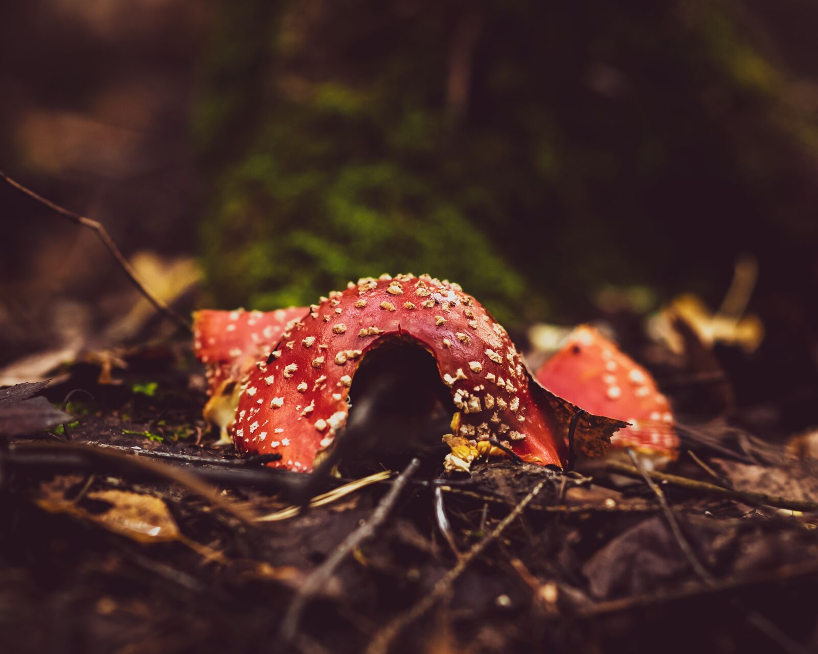 Nikon Z6 sample photo. Autumn, mushroom, fungus photography
