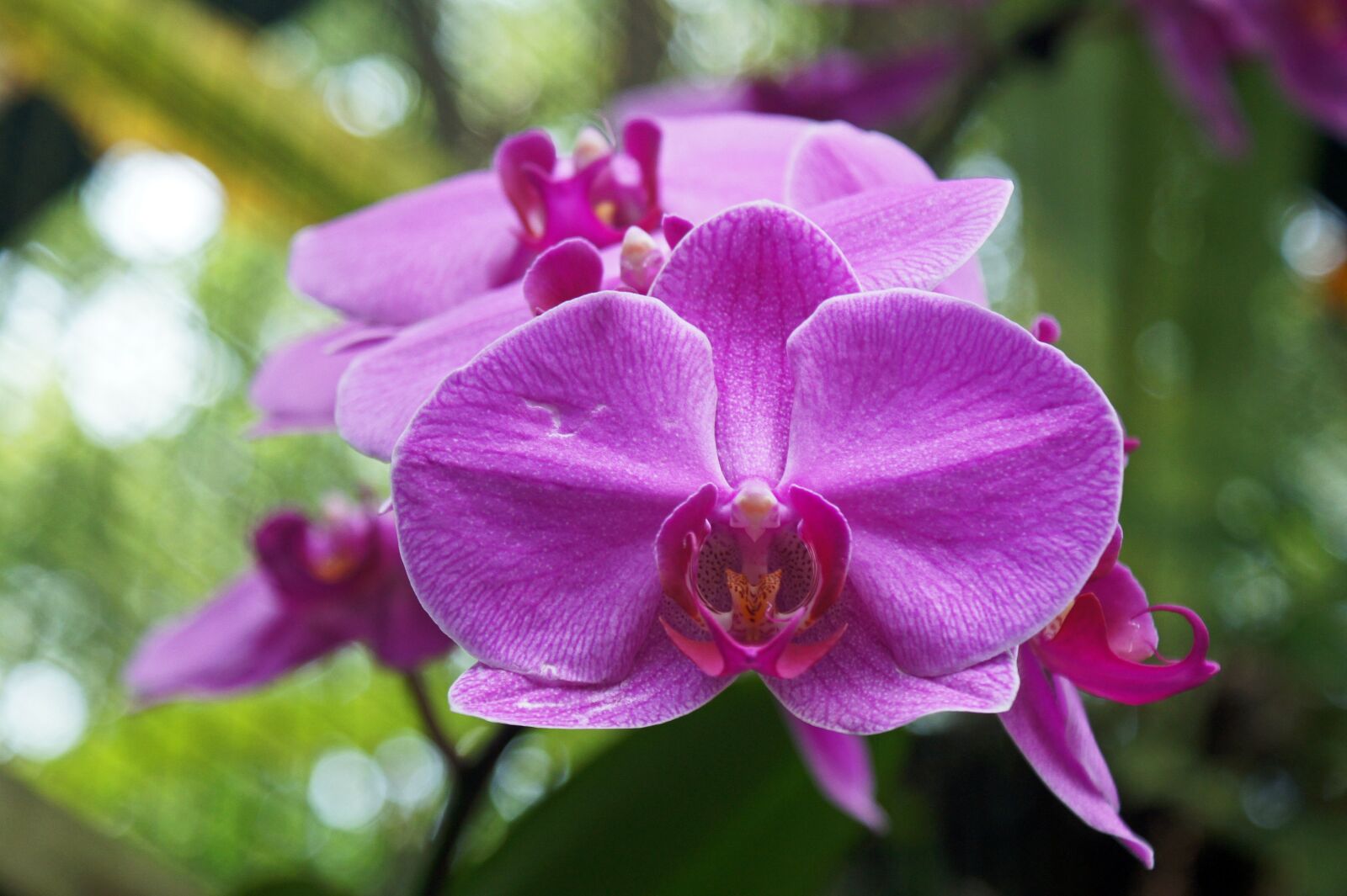 Sony SLT-A33 sample photo. Orchid, purple, flower photography