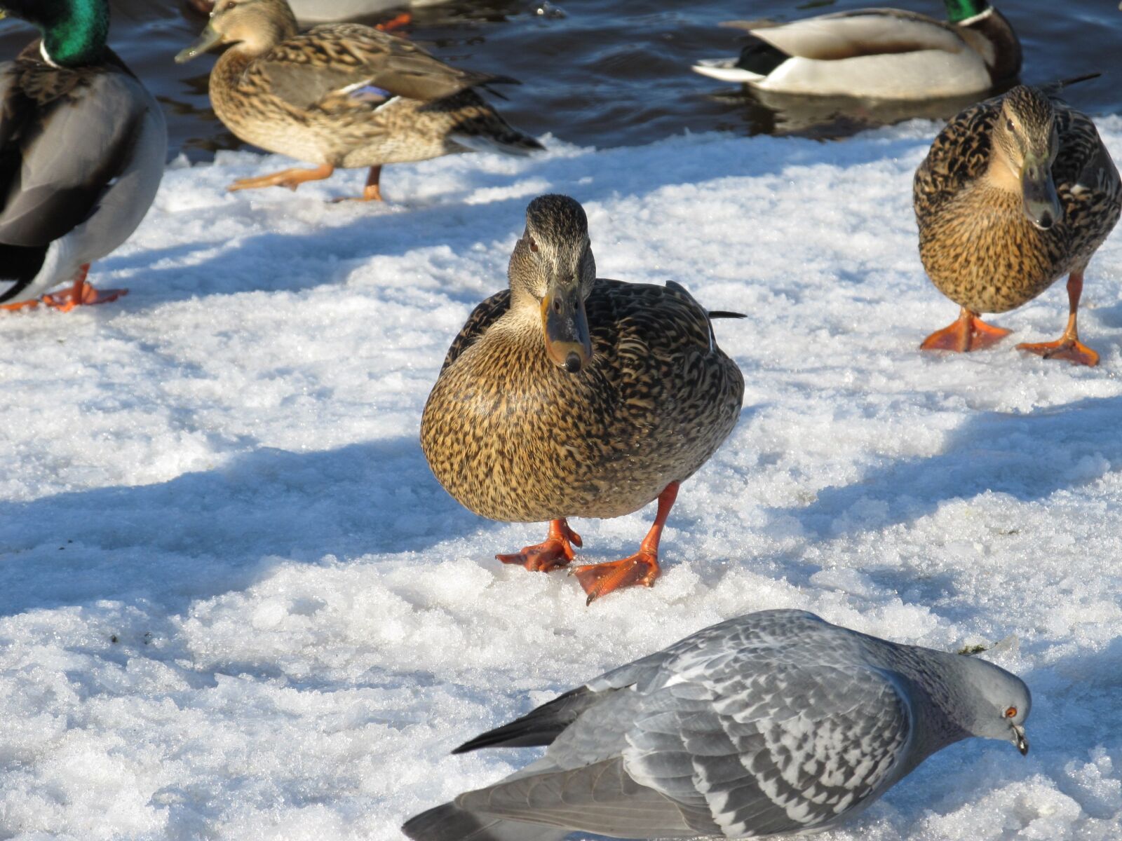 Canon PowerShot SX130 IS sample photo. Duck, drake, nature photography