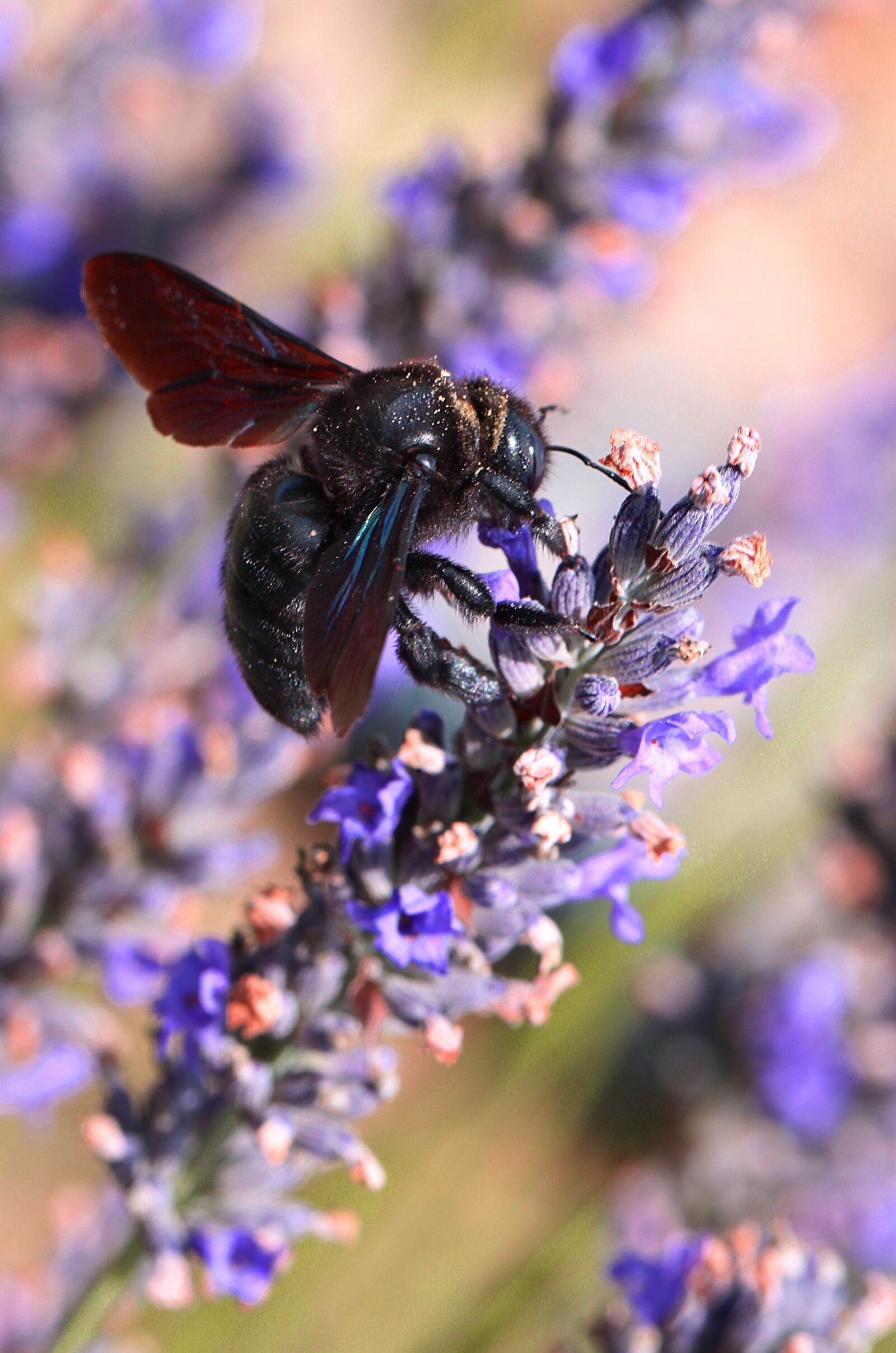 Canon EOS 50D sample photo. Bee, spring, insect photography