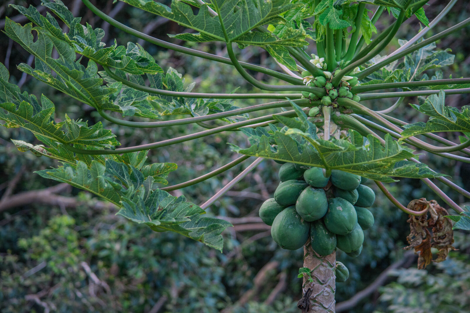Nikon D5200 sample photo