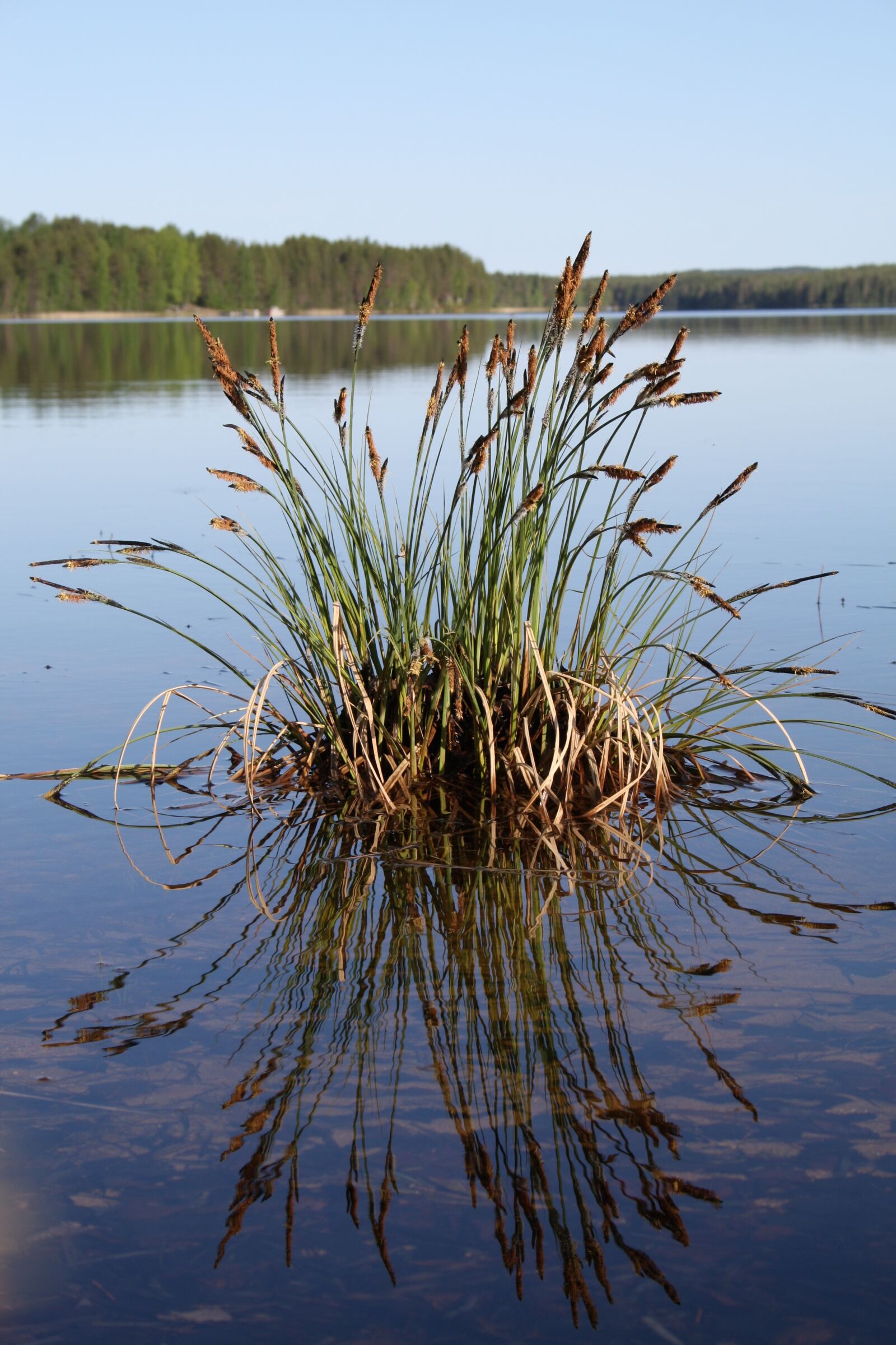 Canon EOS 1000D (EOS Digital Rebel XS / EOS Kiss F) sample photo. Lake, nature, summer photography