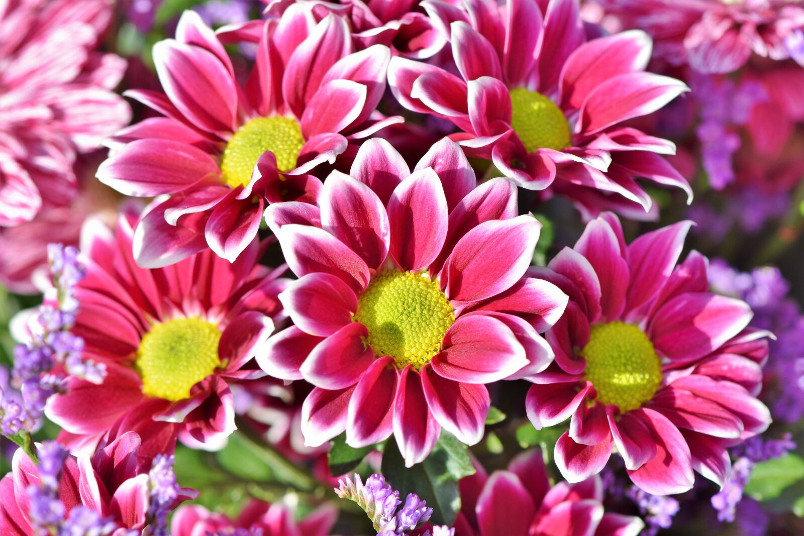 Nikon D7200 sample photo. Aster, composites, blossom photography