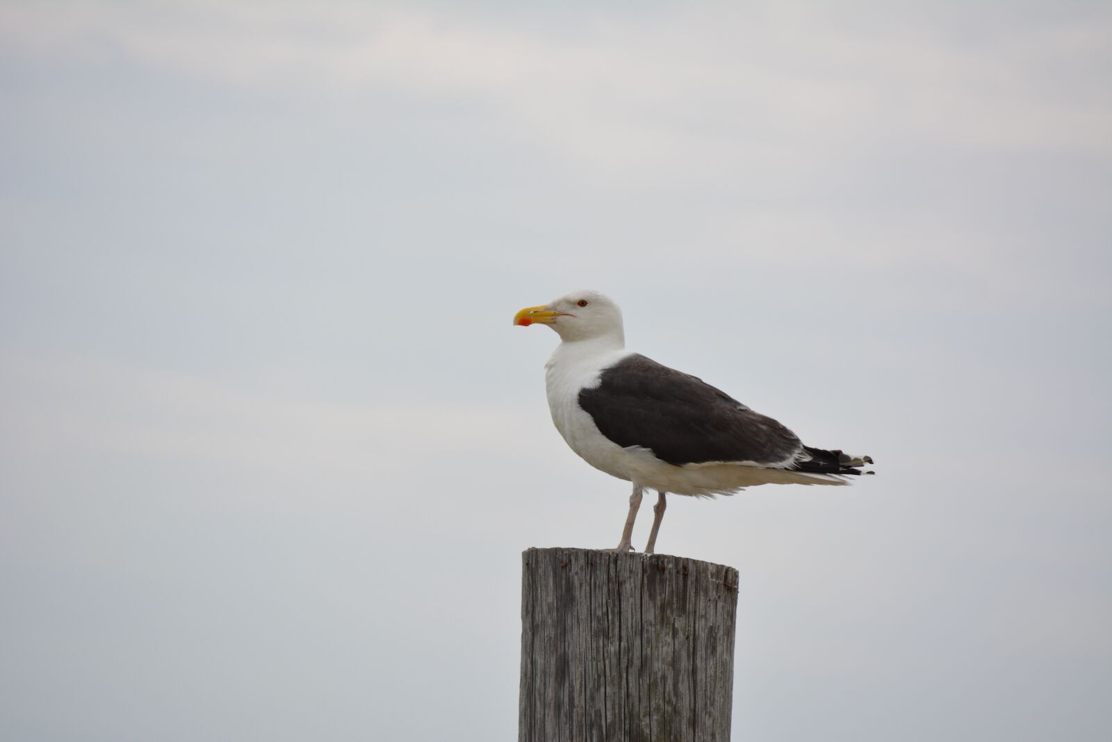 Nikon D5200 sample photo. Seagull, gull, sea photography