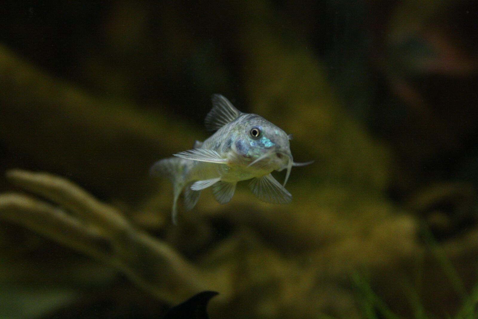 Canon EF-S 18-55mm F3.5-5.6 II sample photo. Armored catfish, fish, aquarium photography