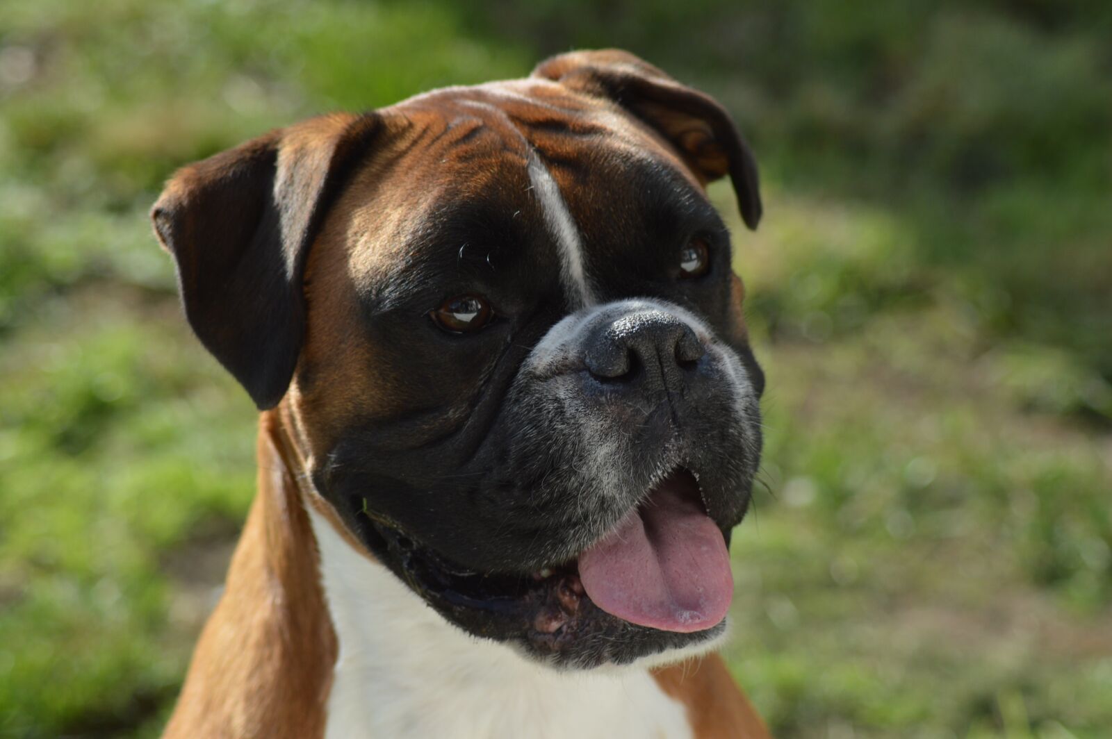 Nikon D3200 sample photo. Boxer dog, dog, boxer photography