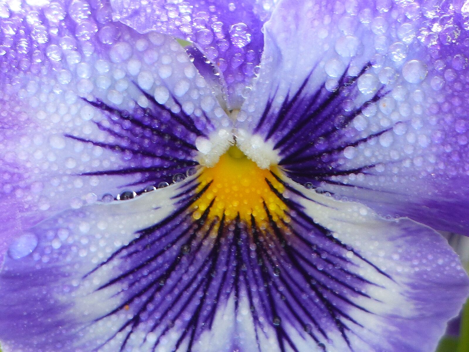 Panasonic Lumix DMC-FZ200 sample photo. Flower, thinking, dew photography