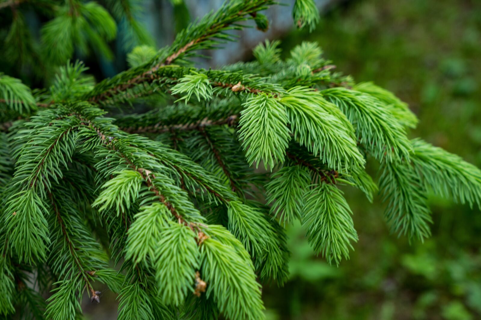 Sony a6300 + Sony Vario Tessar T* FE 24-70mm F4 ZA OSS sample photo. Spruce, branch, needles photography