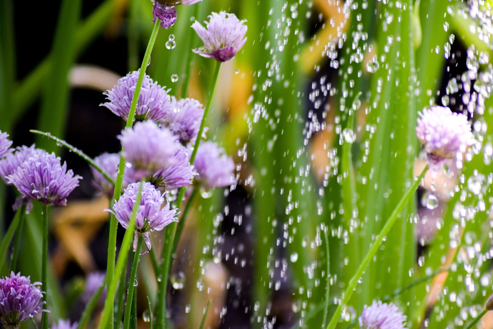 Nikon D5300 sample photo. Chives, plant, herbs photography