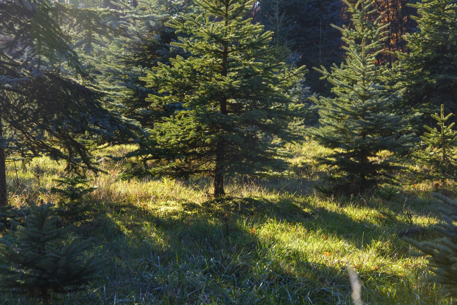 Nikon D7100 sample photo. Fir tree, christmas, conservation photography