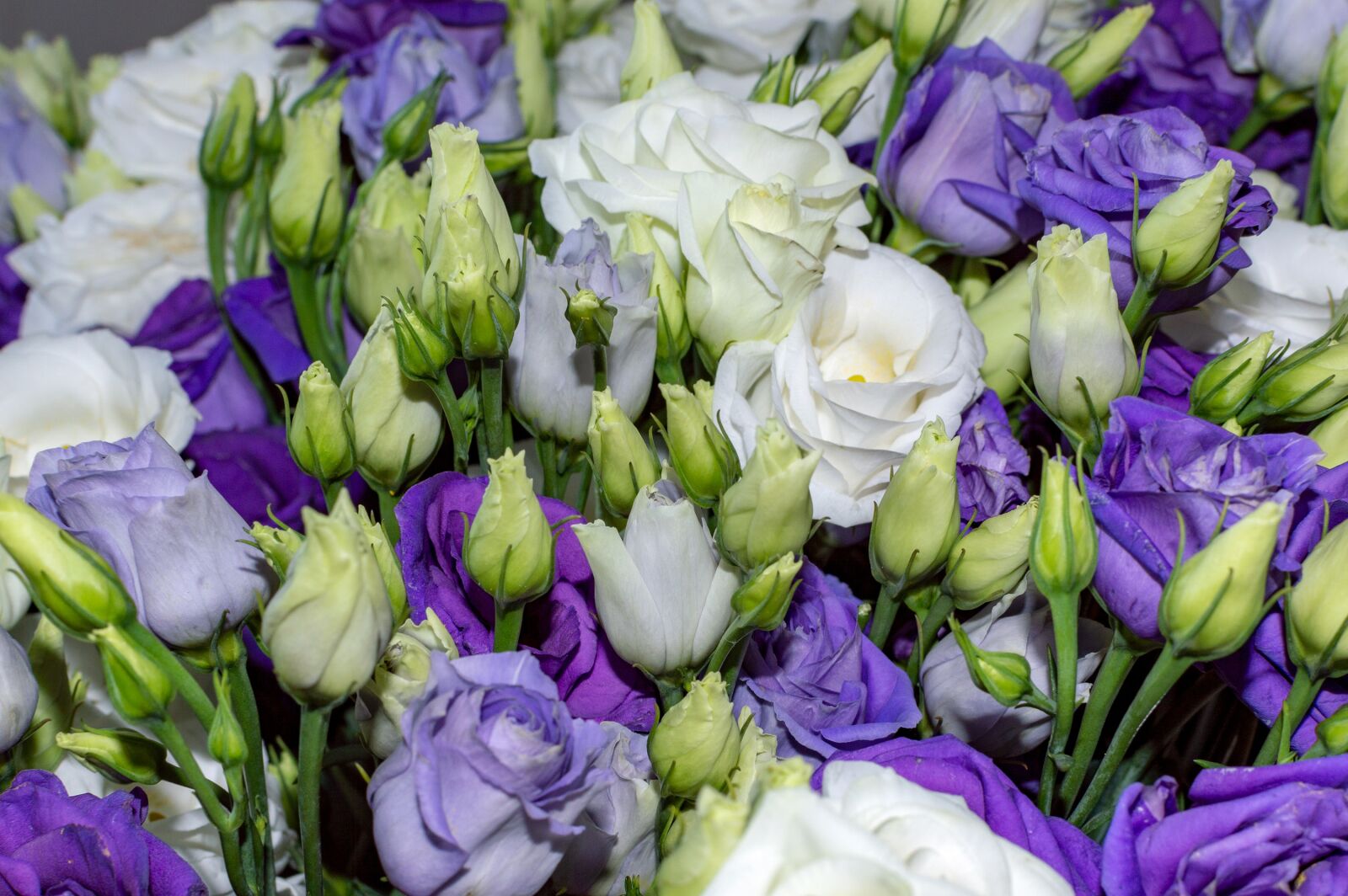 Nikon D3200 sample photo. Eustoma, lisianthus, bouquet photography