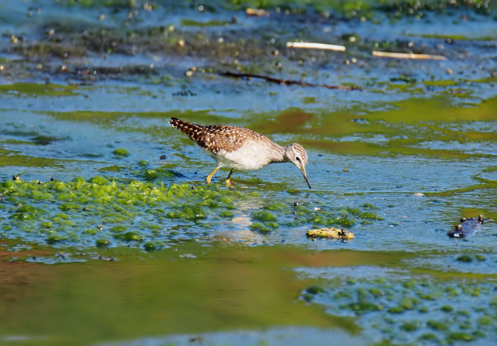 Olympus OM-D E-M1 sample photo. Water, nature, wildlife photography