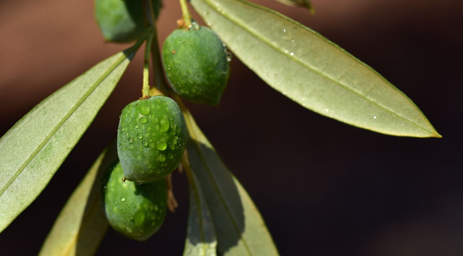 Nikon D750 sample photo. Olives, olive branch, olive photography