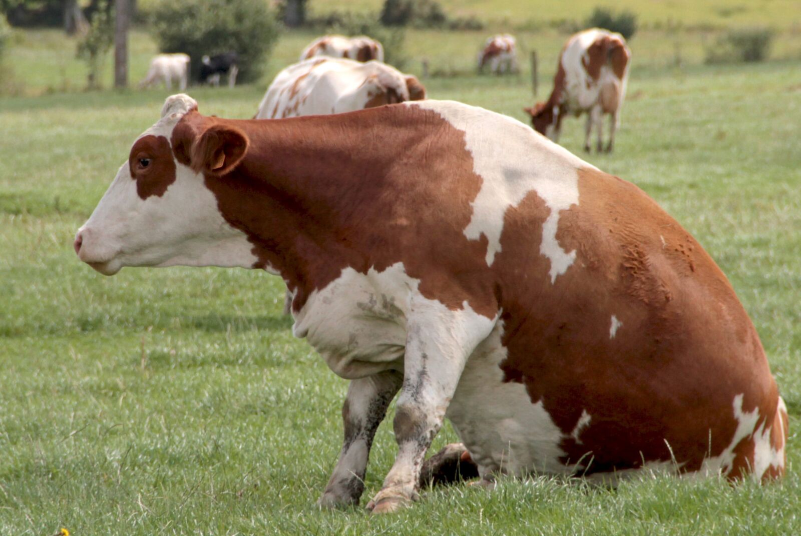 Canon EOS 7D sample photo. Cow, prairie, nature photography