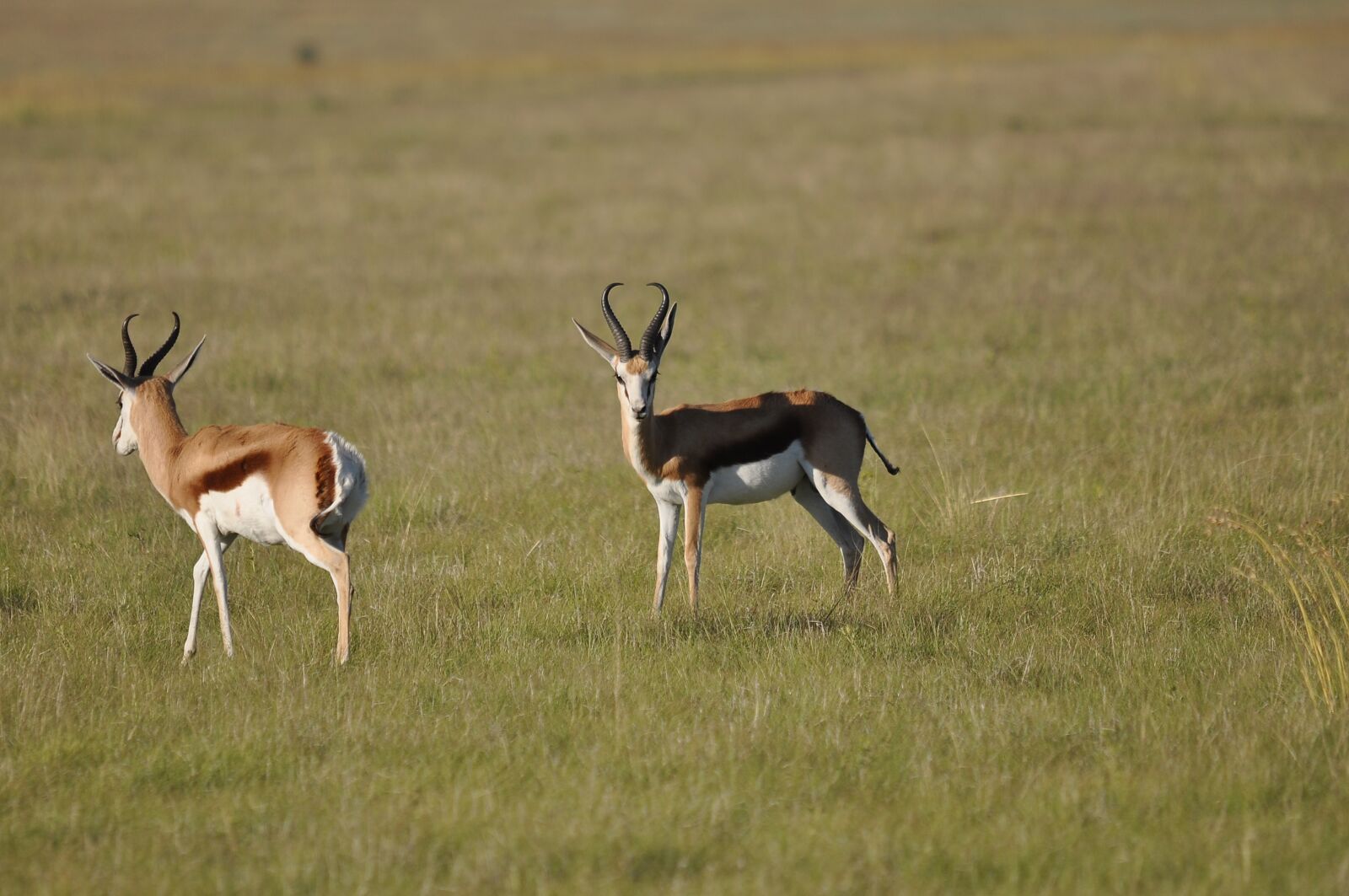 Nikon D90 sample photo. Antelope, mammal, wildlife photography
