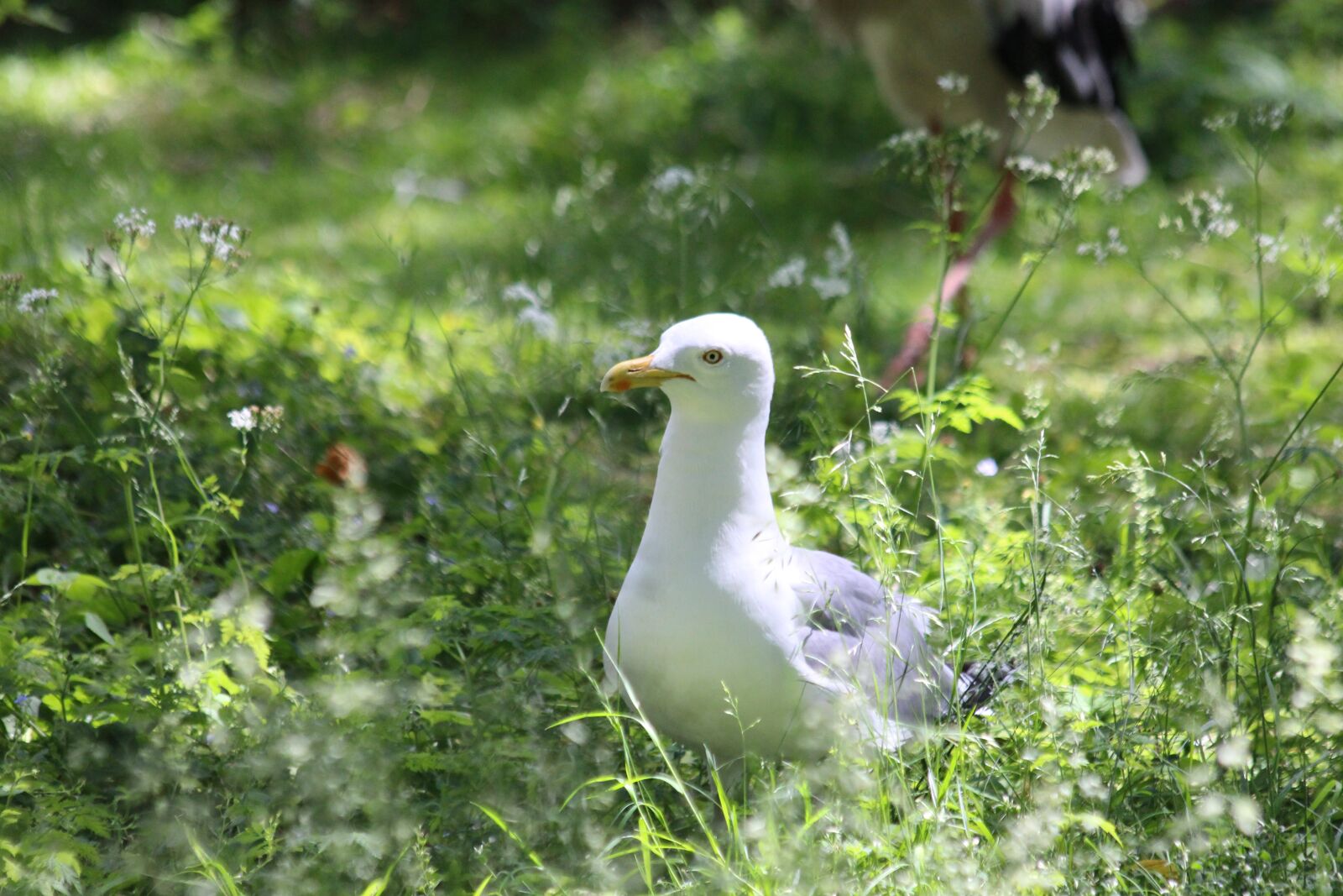 Canon EOS 650D (EOS Rebel T4i / EOS Kiss X6i) sample photo. Seagull, herring gull, larus photography