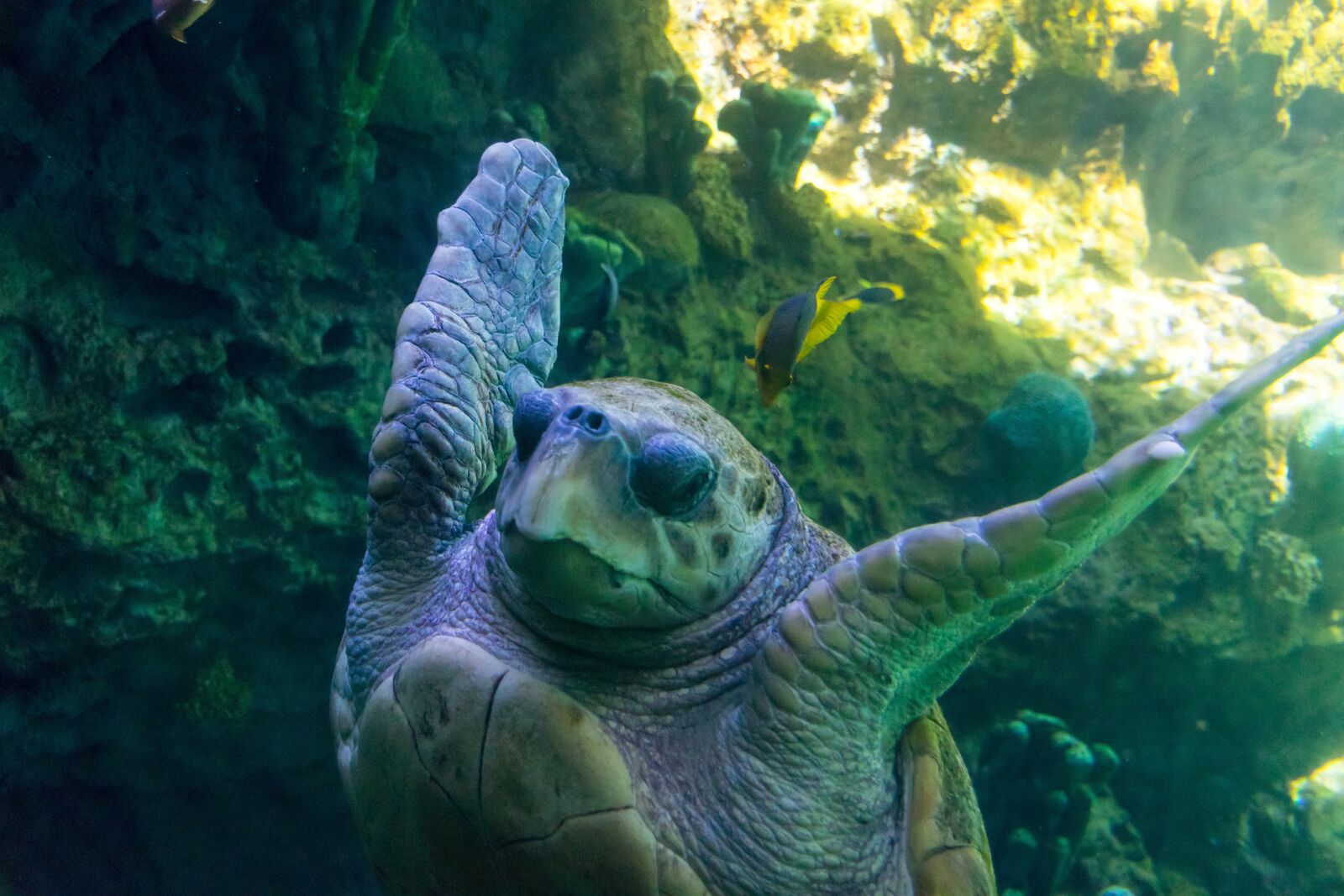 Nikon D3300 sample photo. Sea, turtle, underwater photography