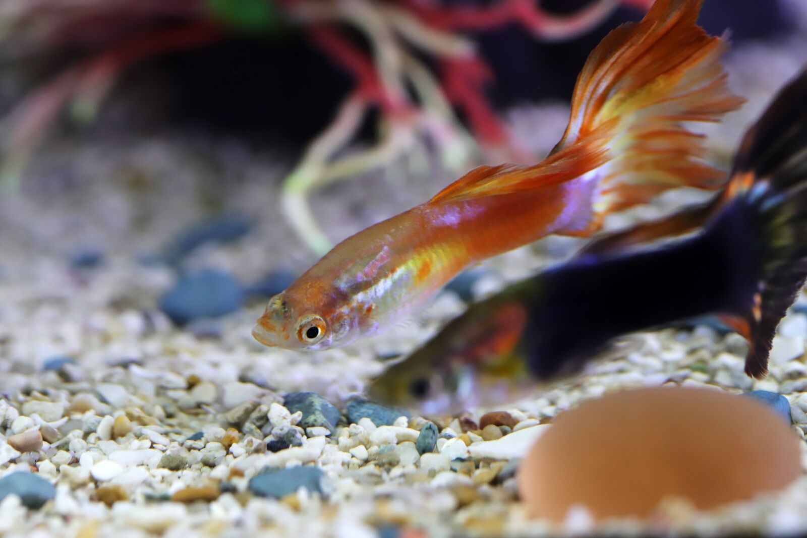 Canon EOS 6D Mark II sample photo. Goofy, tropical fish, fish photography
