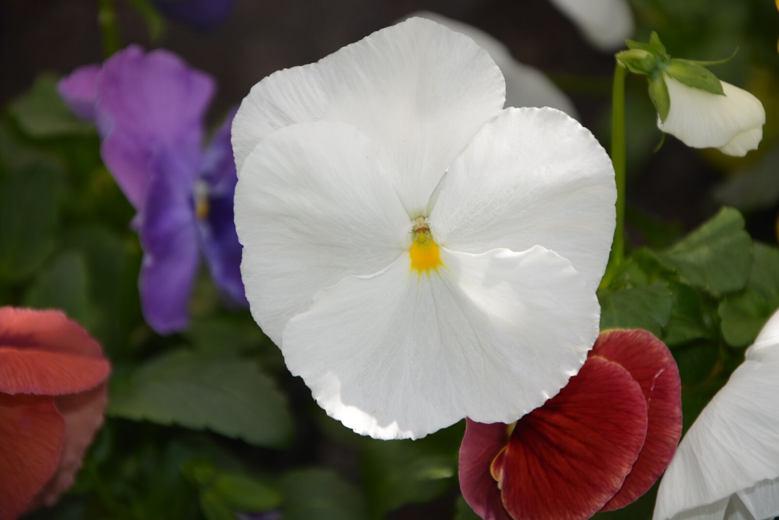 Nikon D5200 sample photo. Flower, plant, thinking white photography