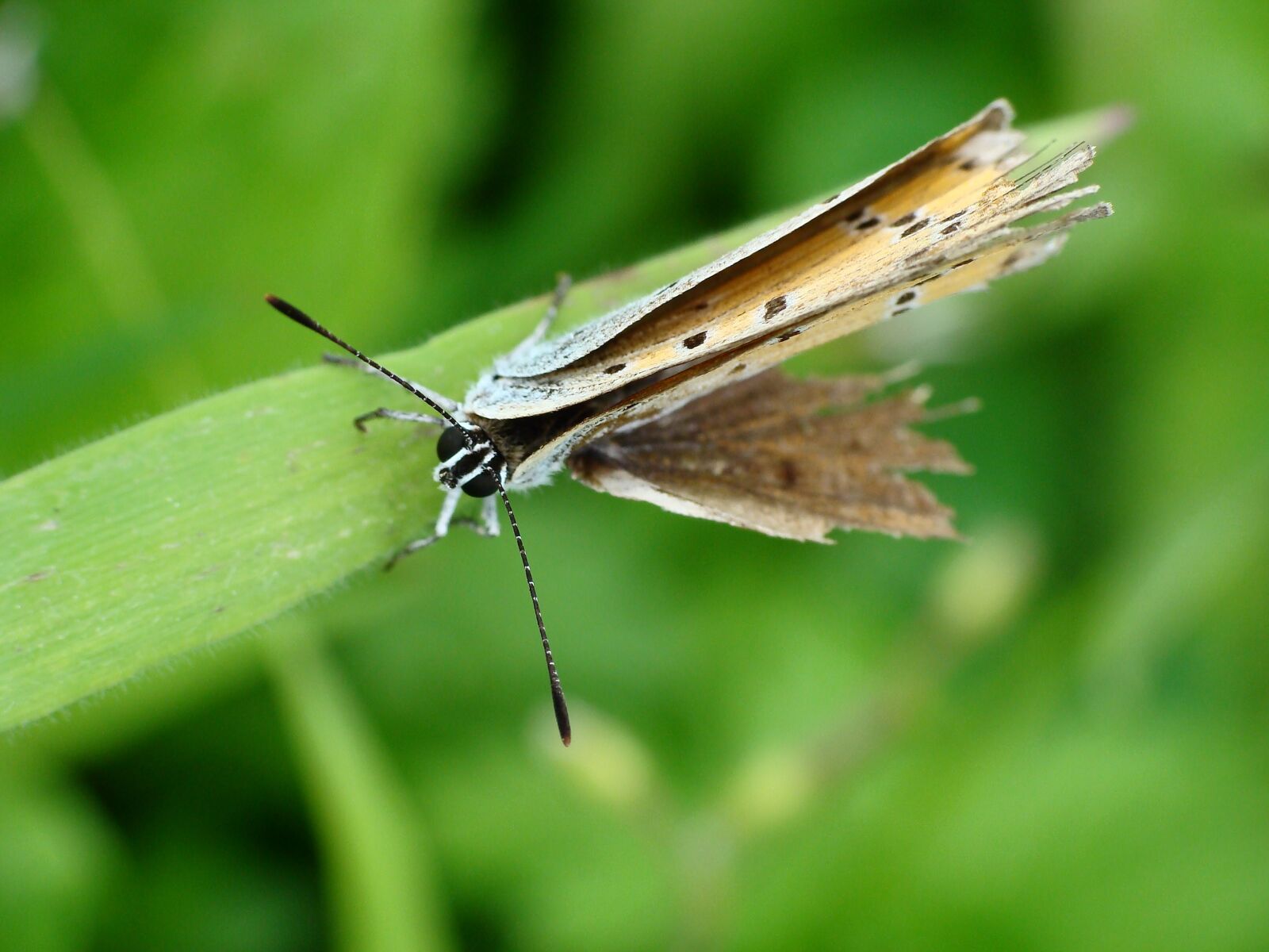 Sony DSC-H3 sample photo. Butterfly, macro, copper czerwo photography