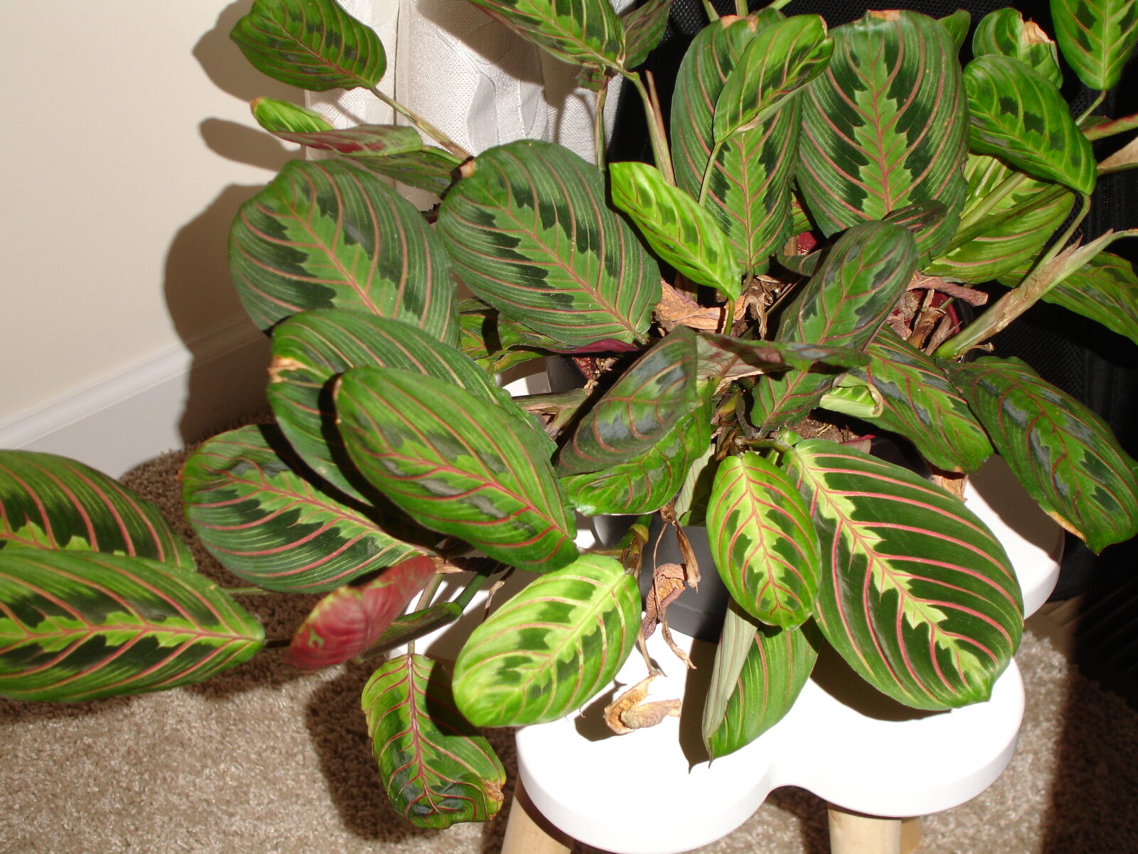 Sony DSC-P150 sample photo