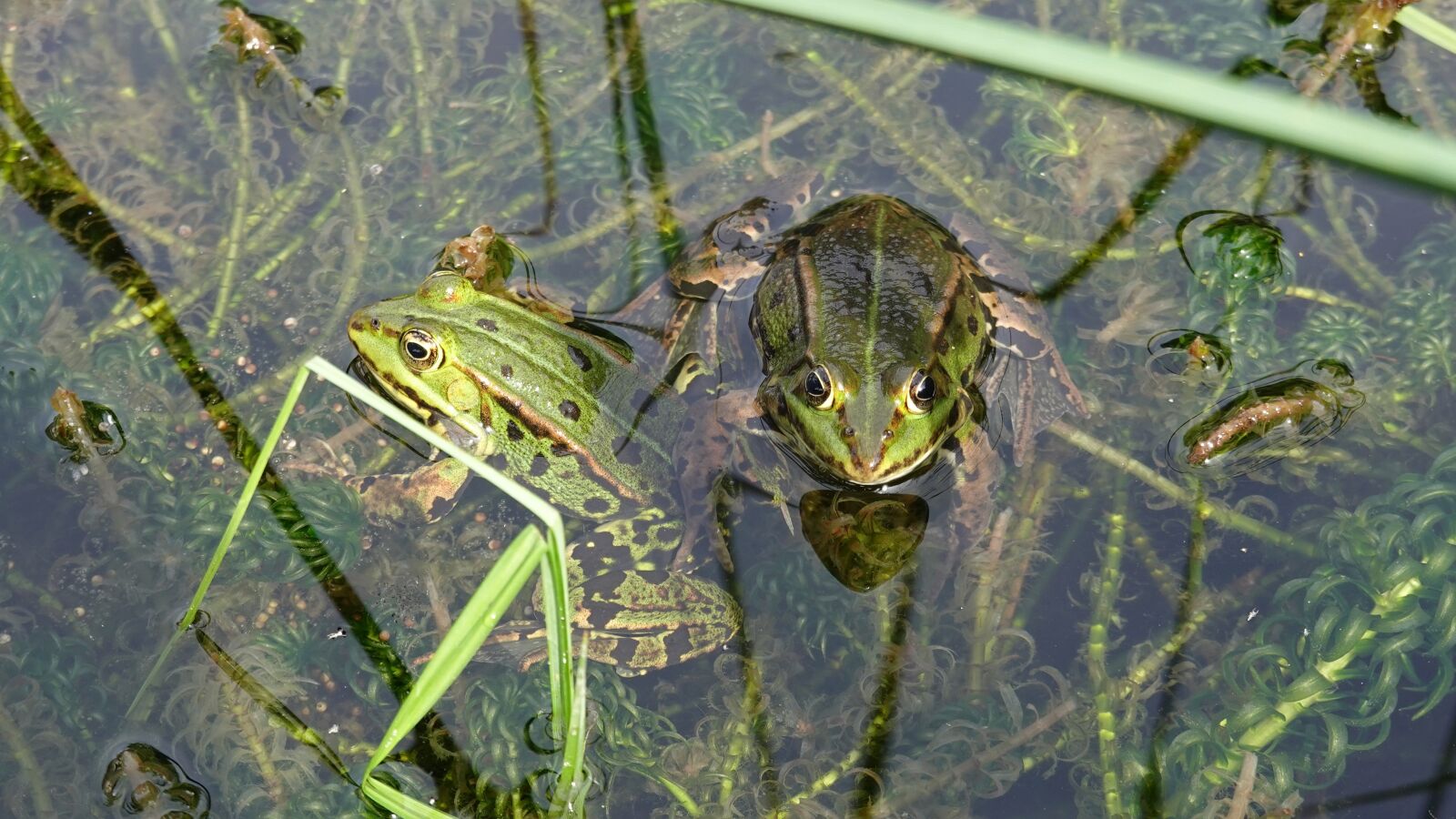 Sony Cyber-shot DSC-RX100 VI sample photo. Frogs, amphibians, green photography