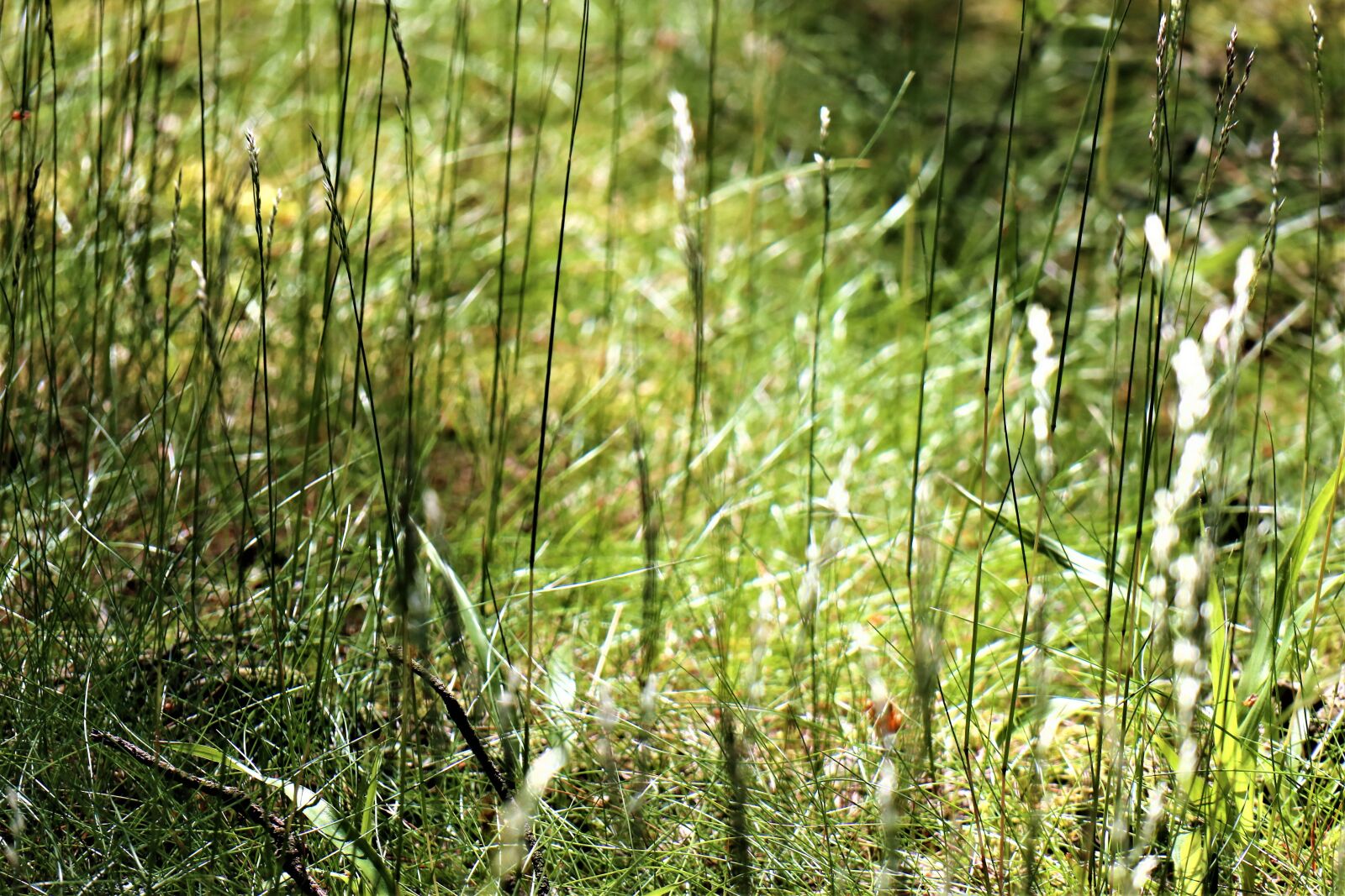 Canon EOS M6 sample photo. Grass, green, forest photography