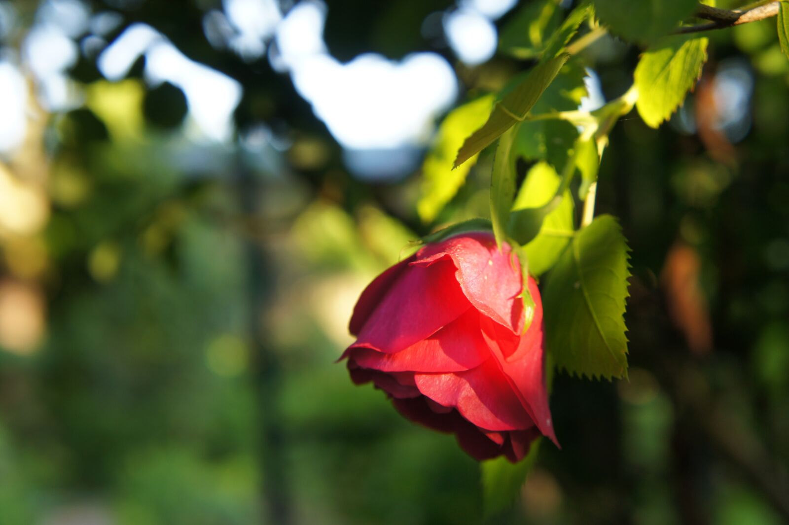 Sony Alpha NEX-3 + Sony E 18-55mm F3.5-5.6 OSS sample photo. Pink, red, garden photography