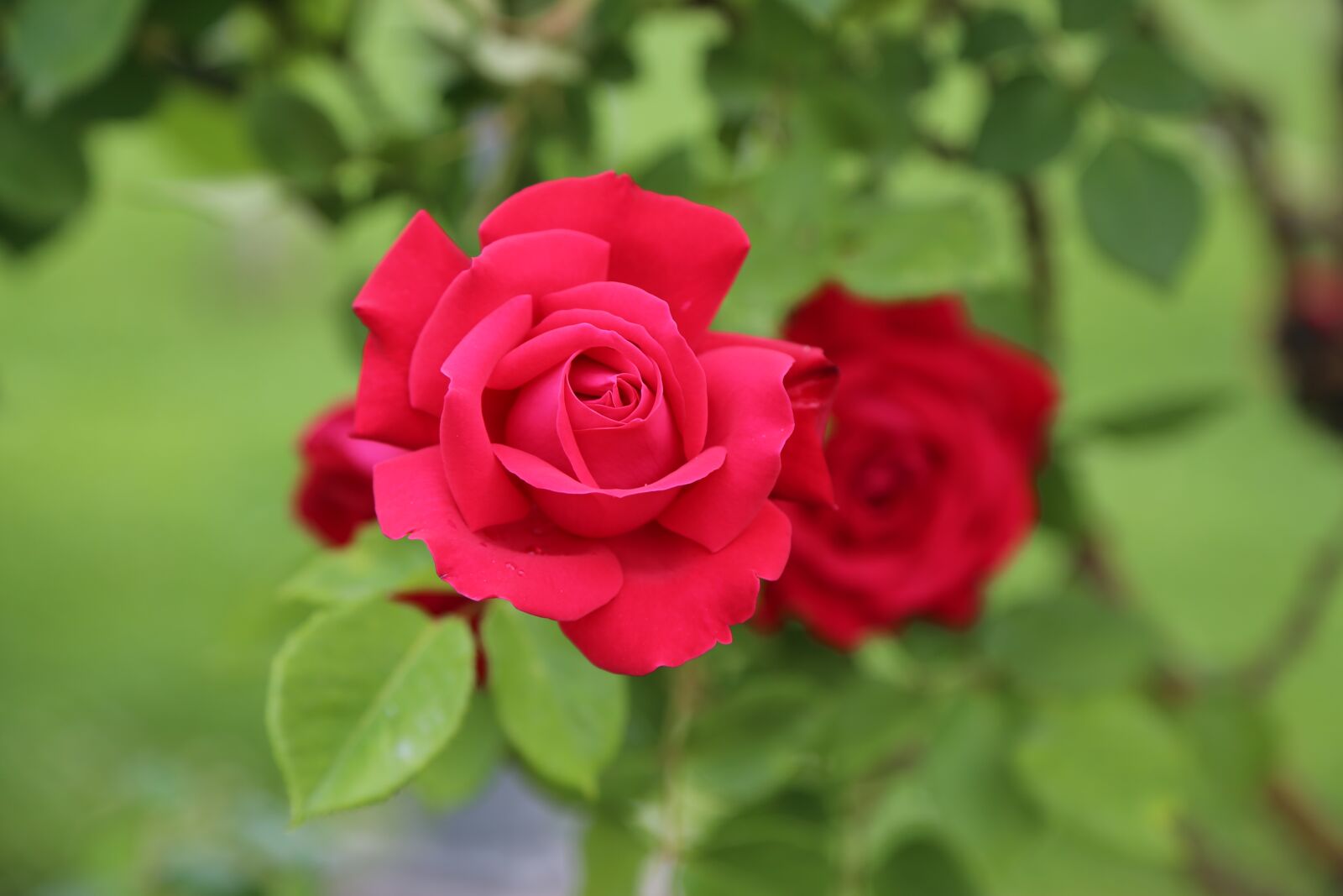 Canon EOS 5D Mark III sample photo. Rose, red, the rose photography