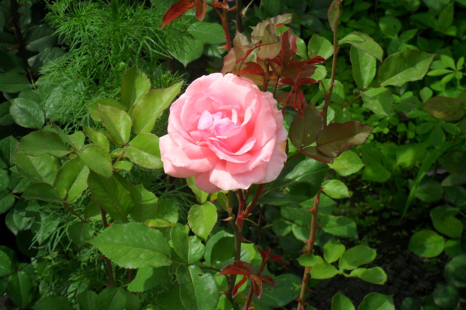 Samsung ES70, ES71 / VLUU ES70, ES71 /  SL600 sample photo. Roses, garden, flowers photography