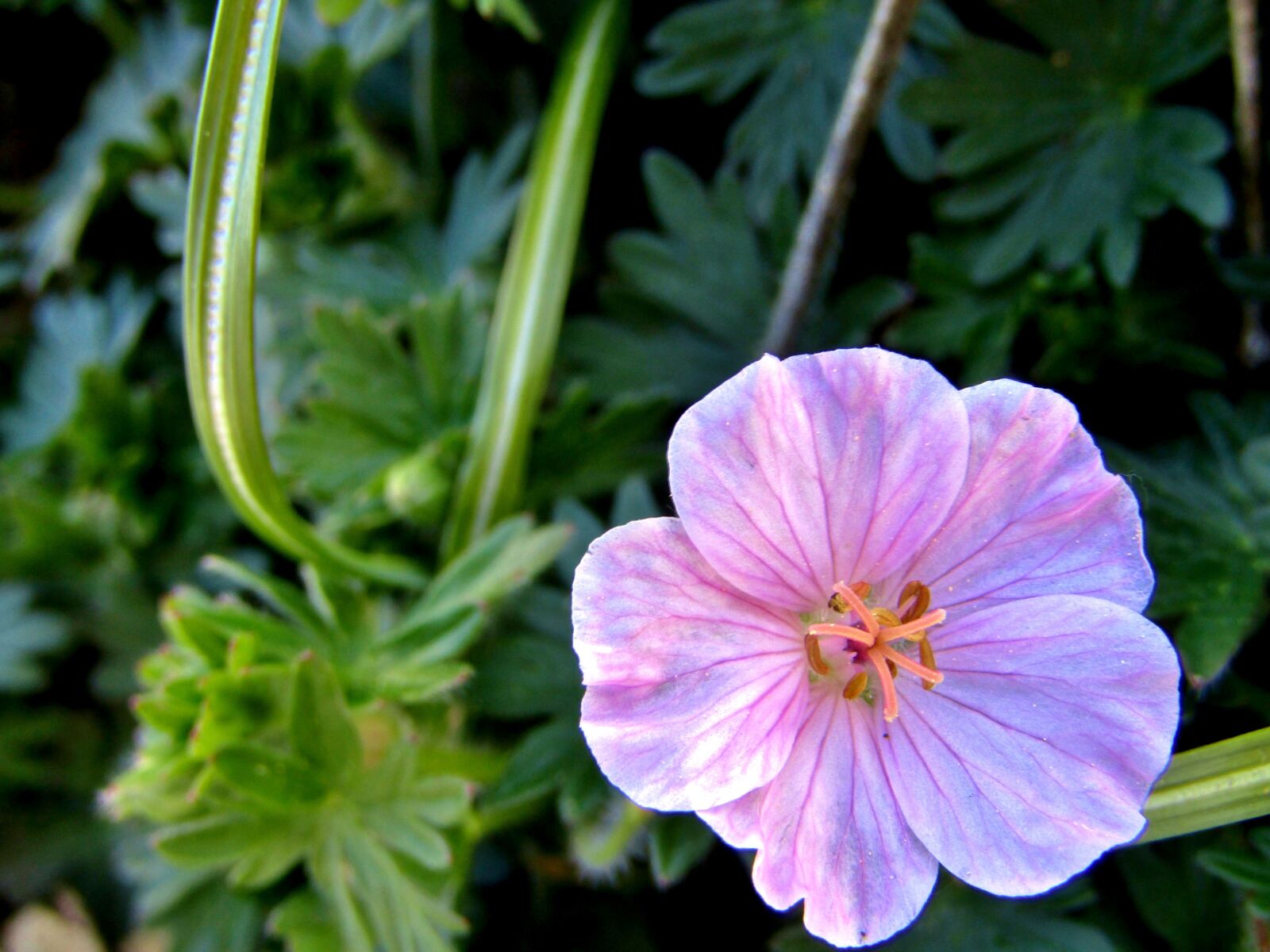 Canon POWERSHOT SX432 IS sample photo. Blood-geranium, striped blood-geranium, flower photography