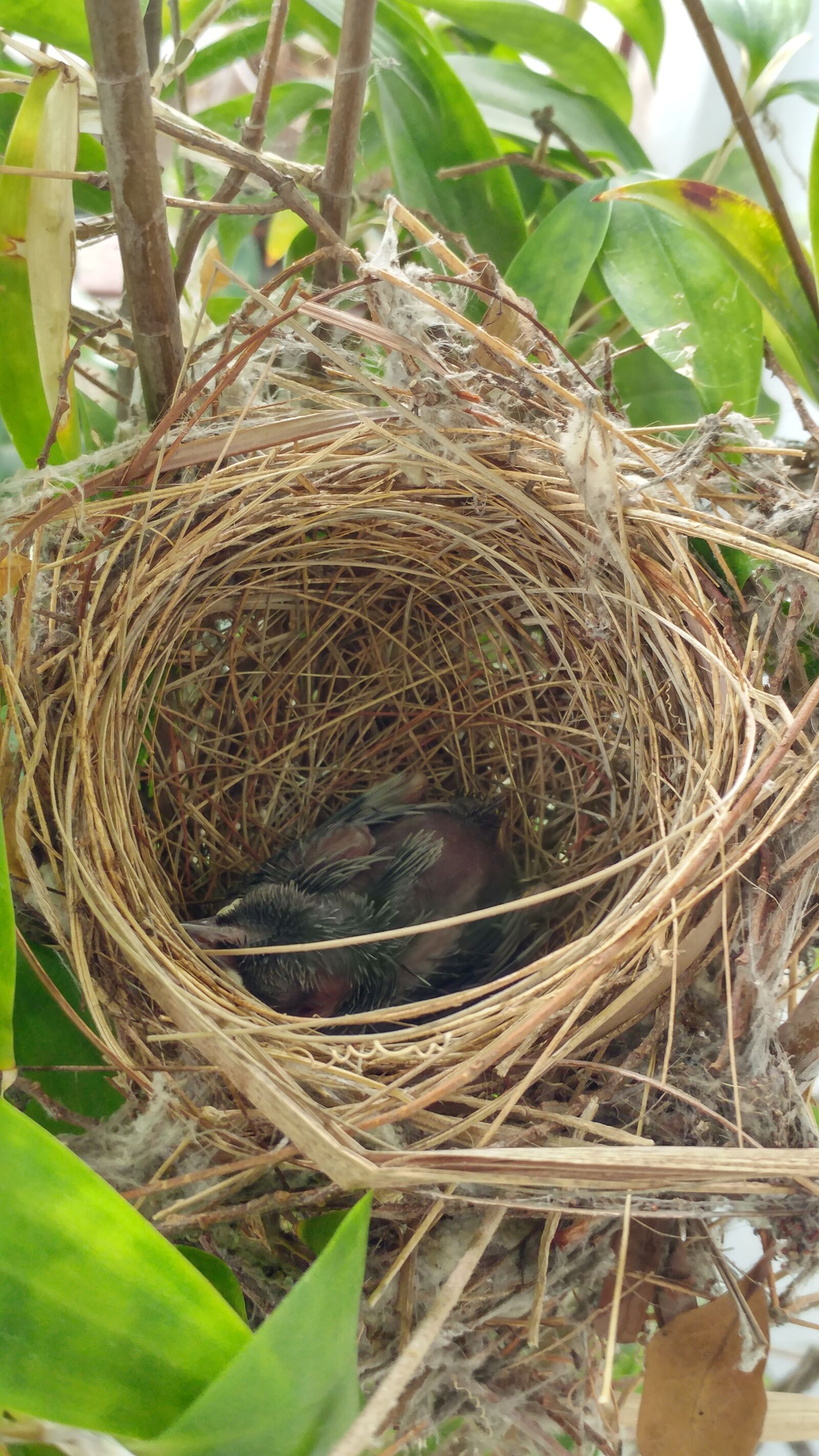 LG G5 sample photo. Nest, bird, nature photography