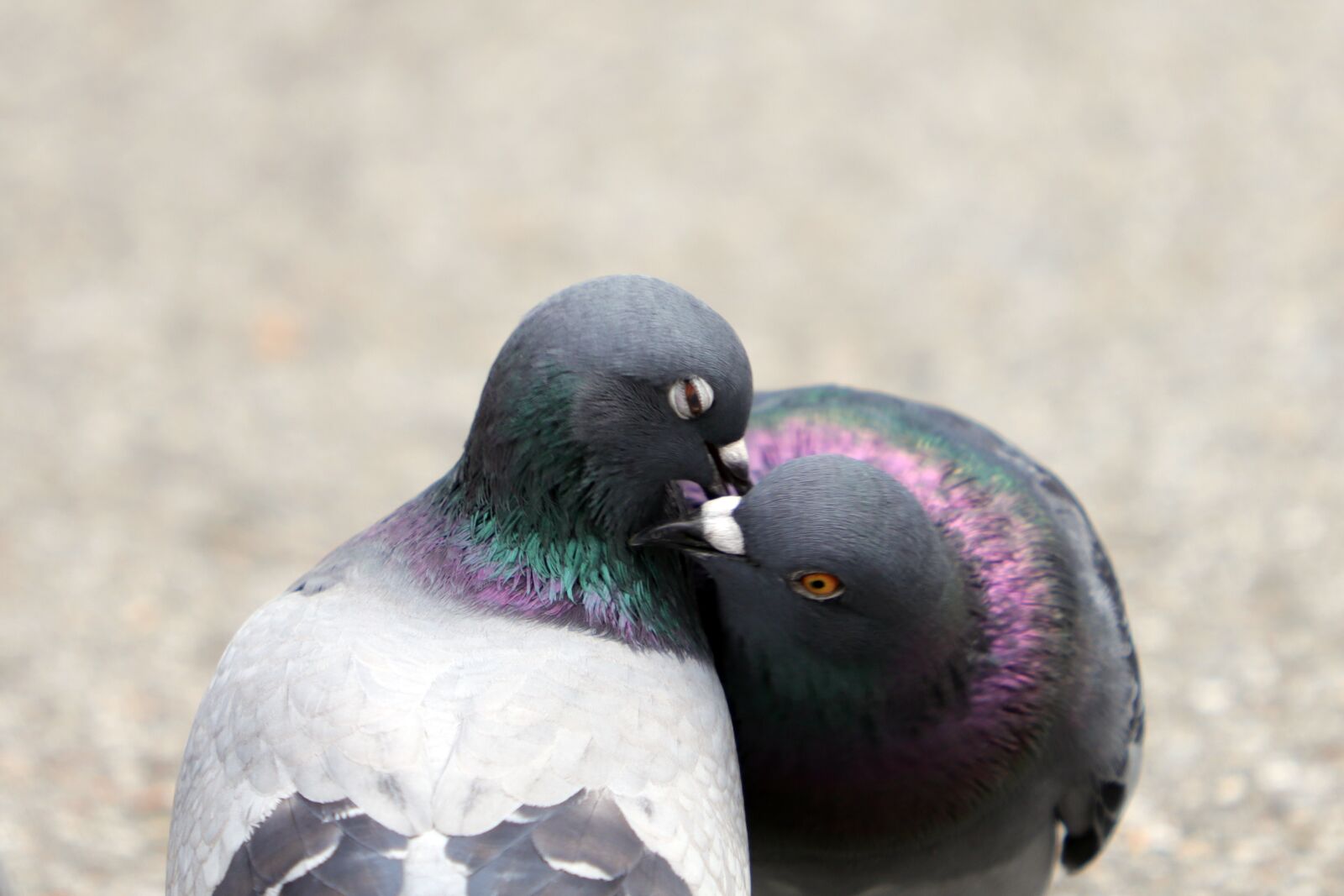 Canon EF 70-200mm F2.8L USM sample photo. Pigeon, new, animal photography