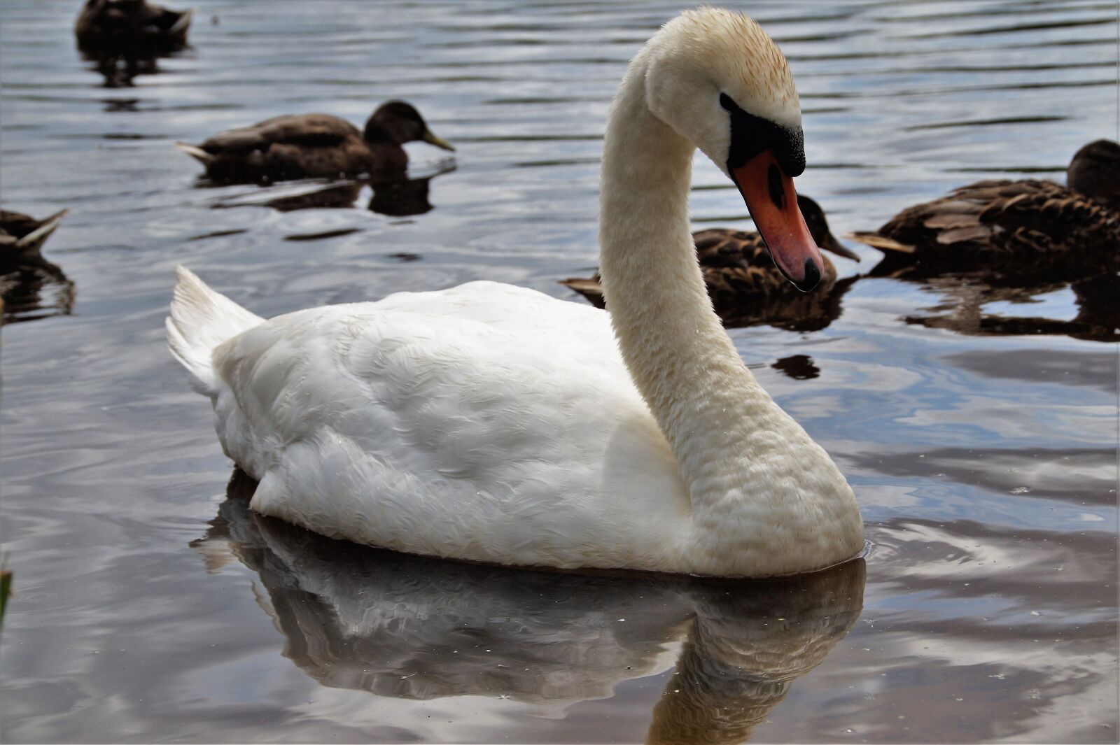 Sony SLT-A58 sample photo. Swan, white, water photography