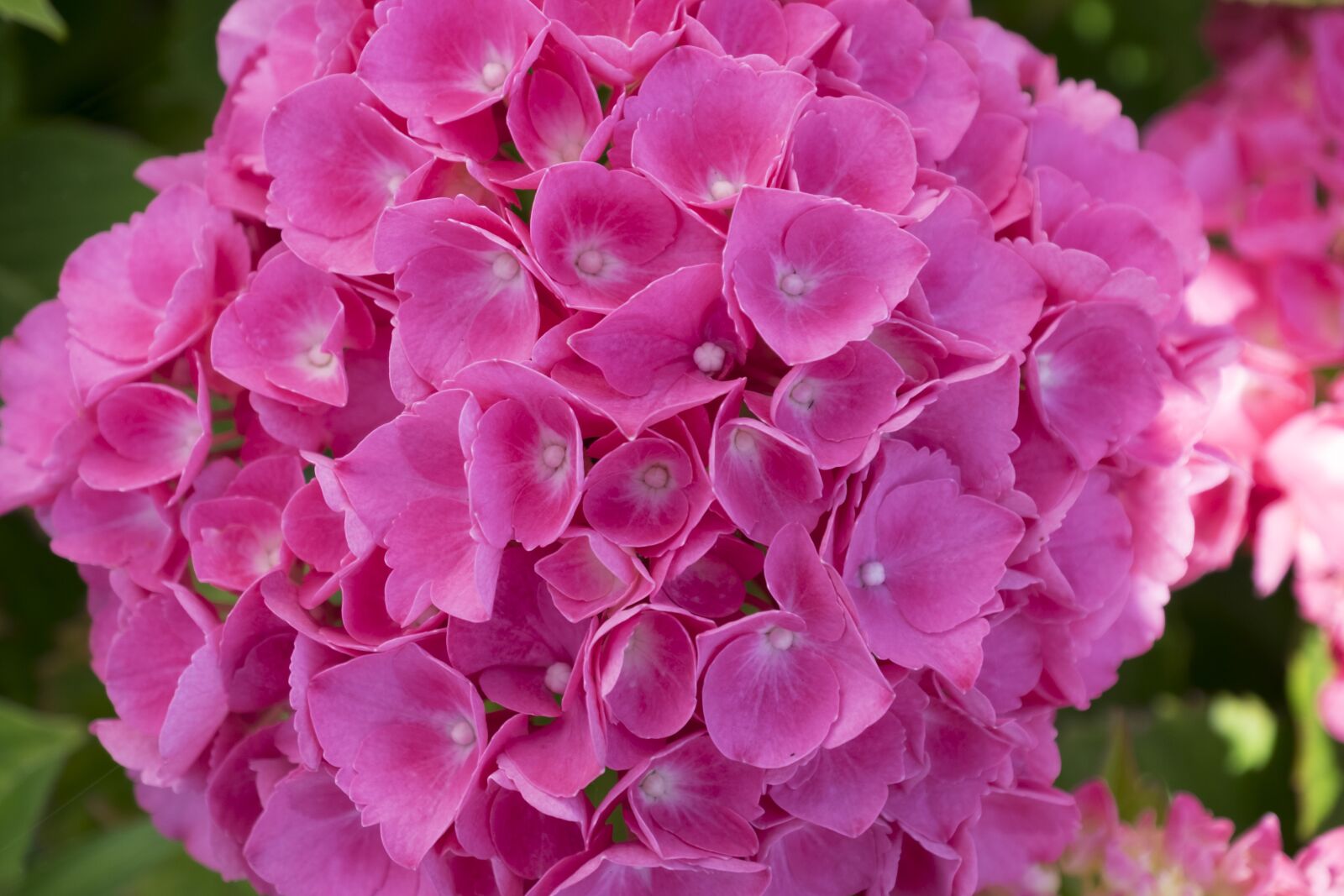 Fujifilm X-T1 sample photo. Flower, pink, garden photography