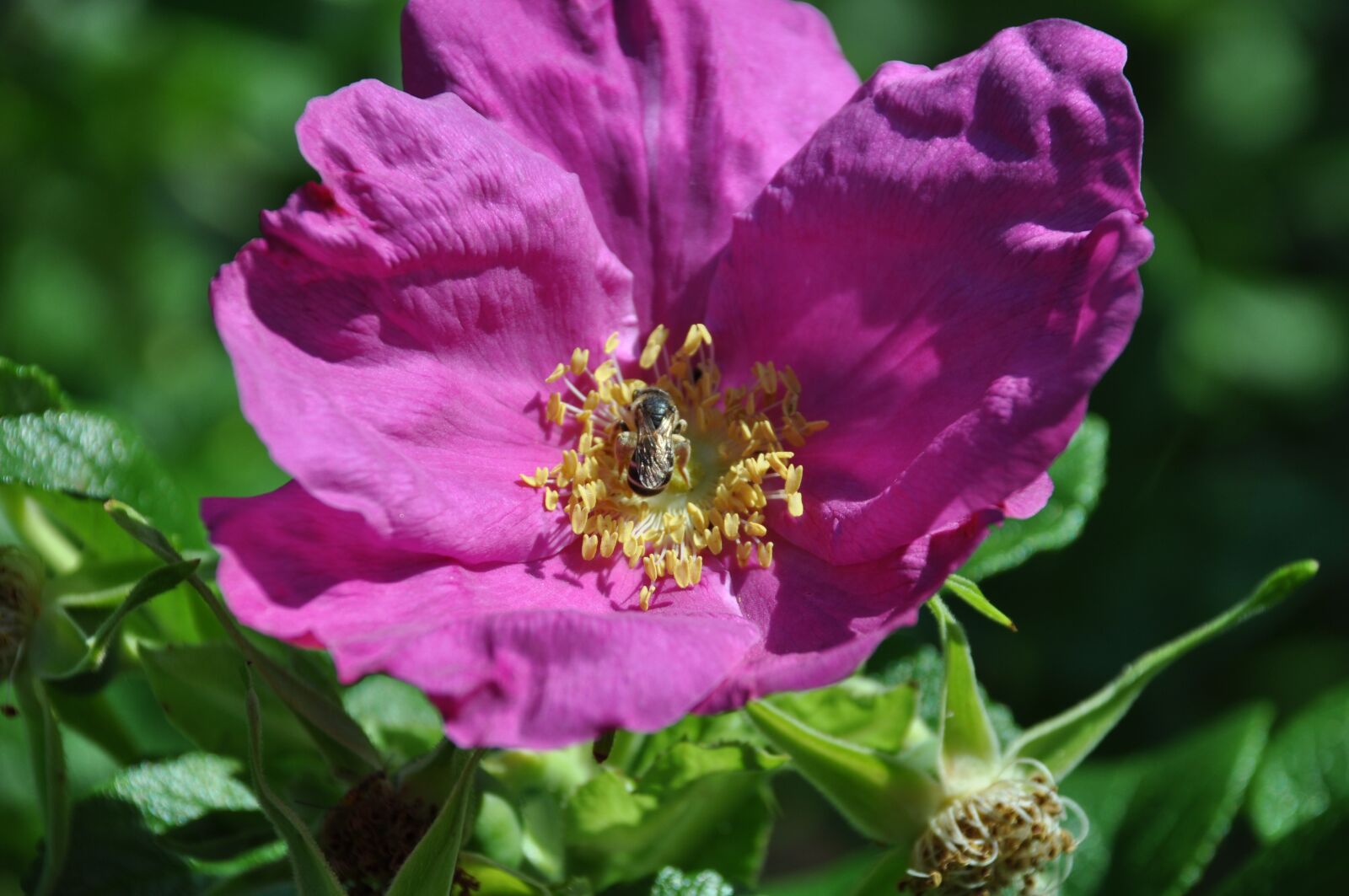 Nikon D90 sample photo. Pink, flower, flowers photography