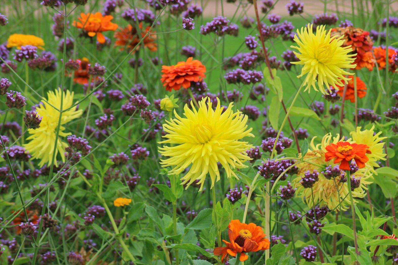 Canon EOS 600D (Rebel EOS T3i / EOS Kiss X5) sample photo. Dahlias, flower bed, garden photography