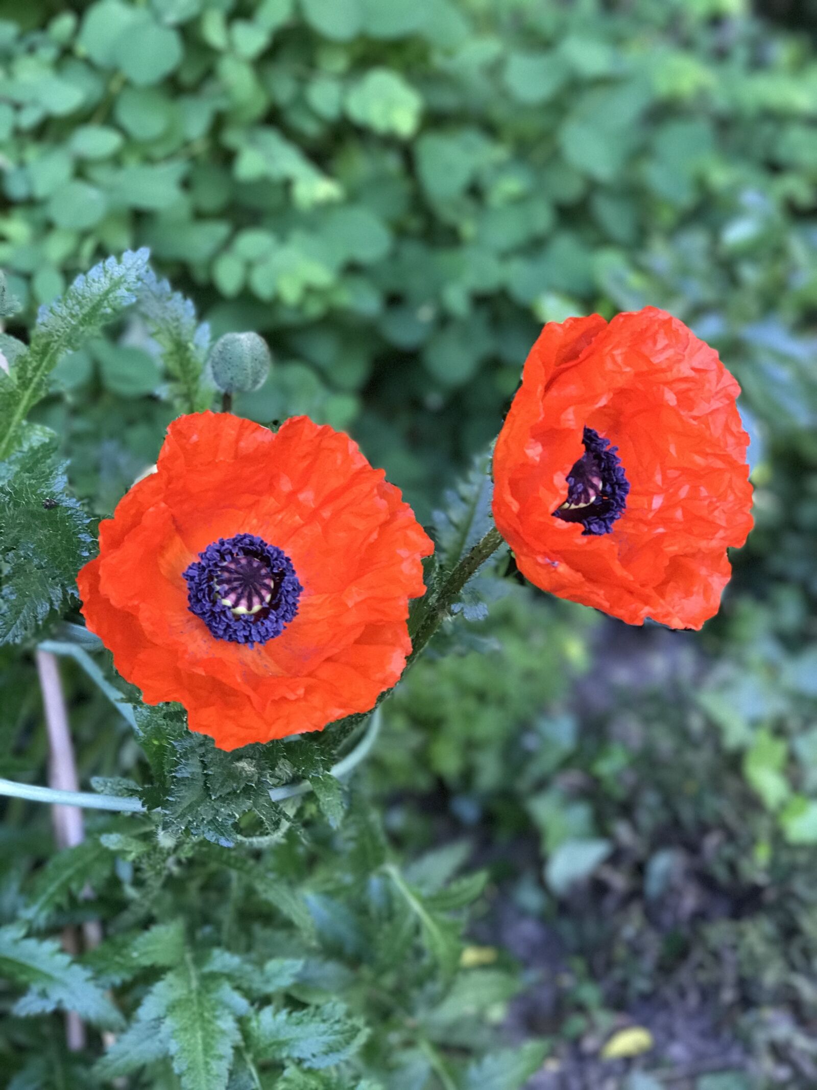 iPhone 7 Plus back dual camera 6.6mm f/2.8 sample photo. Poppy, flower photography