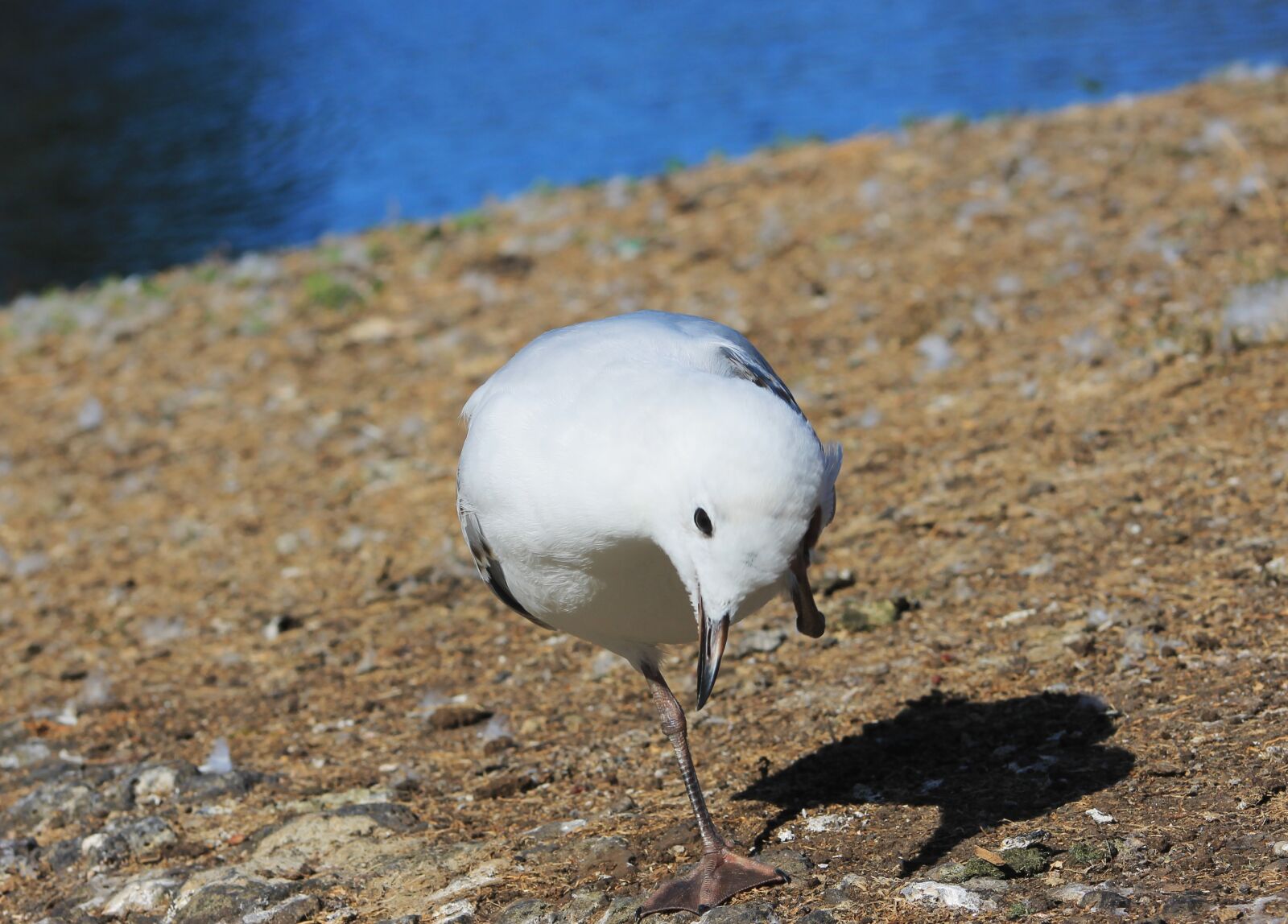 Canon EF75-300mm f/4-5.6 sample photo. Water, seagull, scenic photography