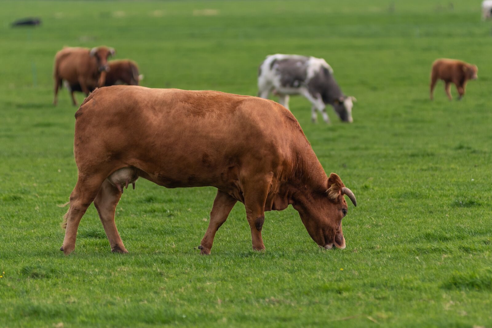 Nikon D750 sample photo. Cows, animals, livestock photography