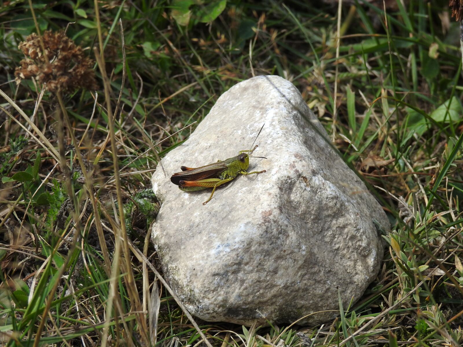 Nikon Coolpix P900 sample photo. Grasshopper, insect, nature photography