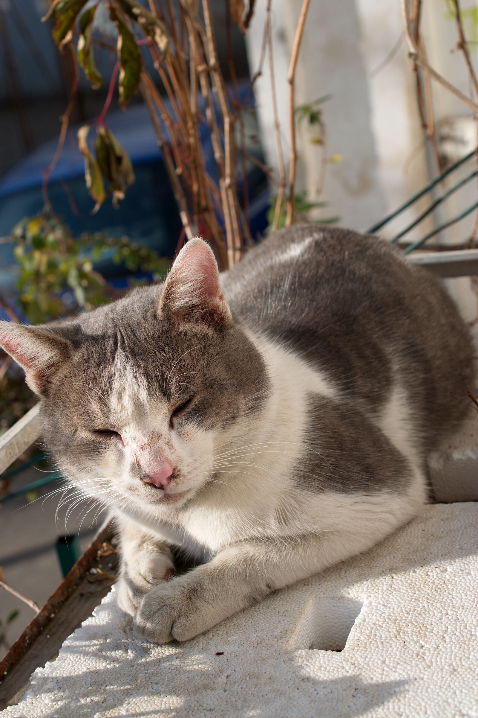 Nikon D5300 sample photo. Cat, tomcat, pet photography