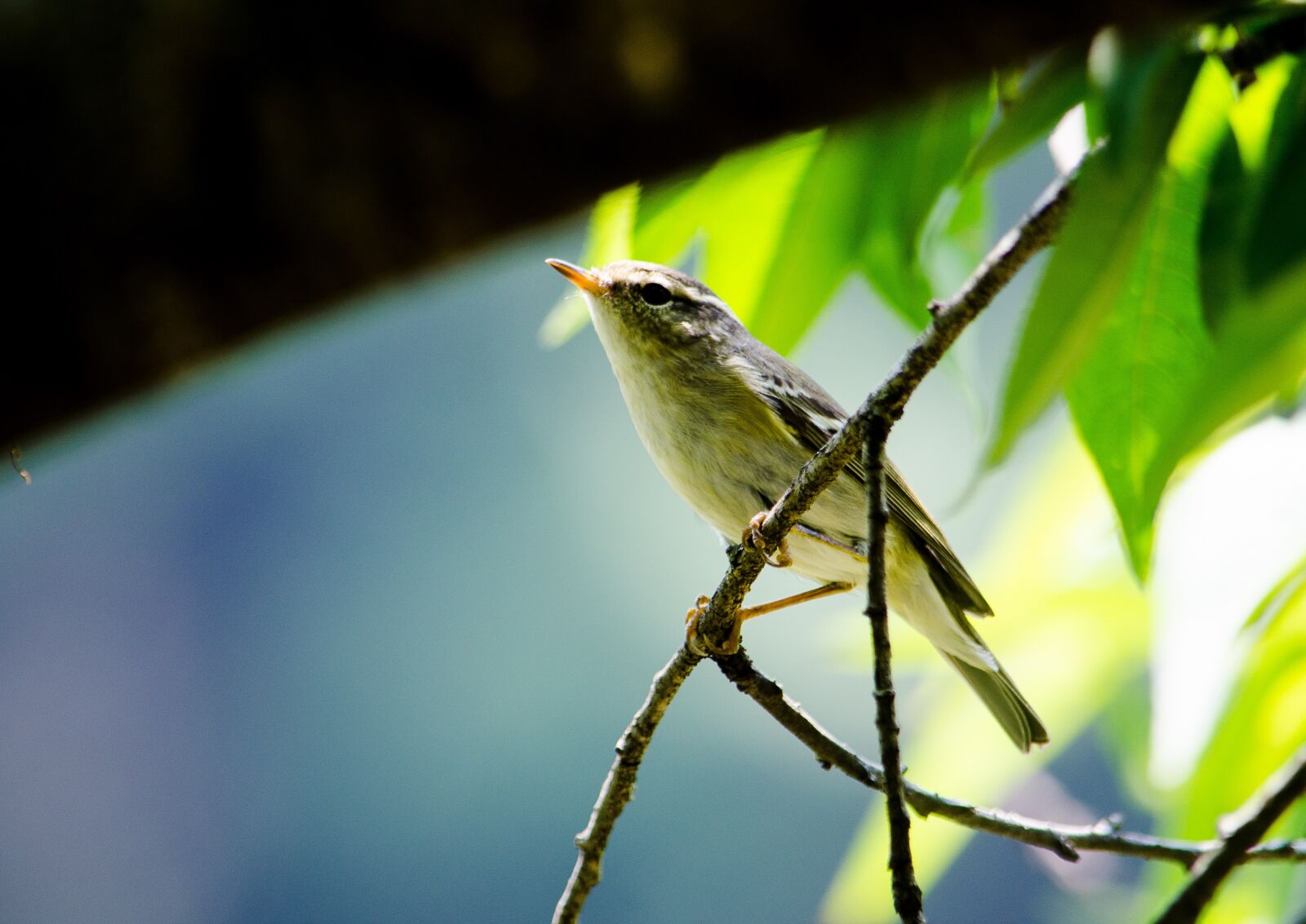 Nikon D5100 sample photo. Birds, vietnam, nature photography