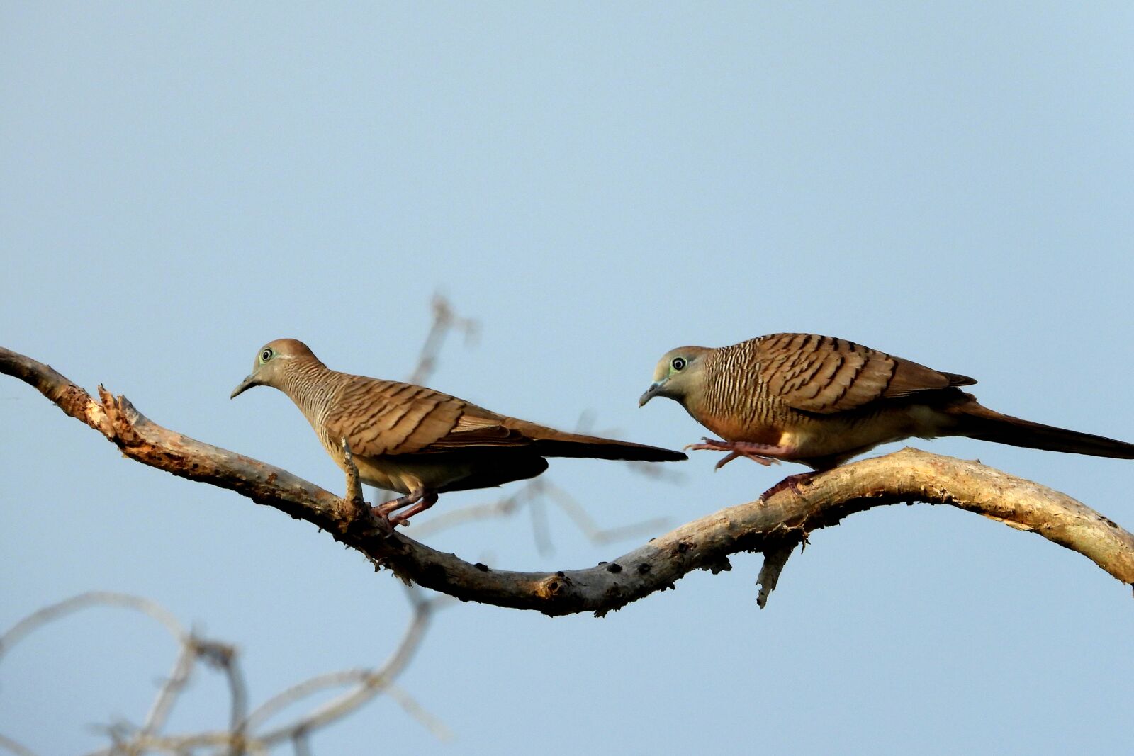 Nikon Coolpix P1000 sample photo. Birds, cuckoo, animals photography