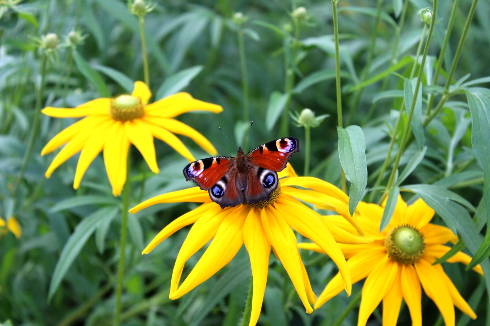 Canon EOS 1300D (EOS Rebel T6 / EOS Kiss X80) sample photo. Butterfly, nature, flower photography