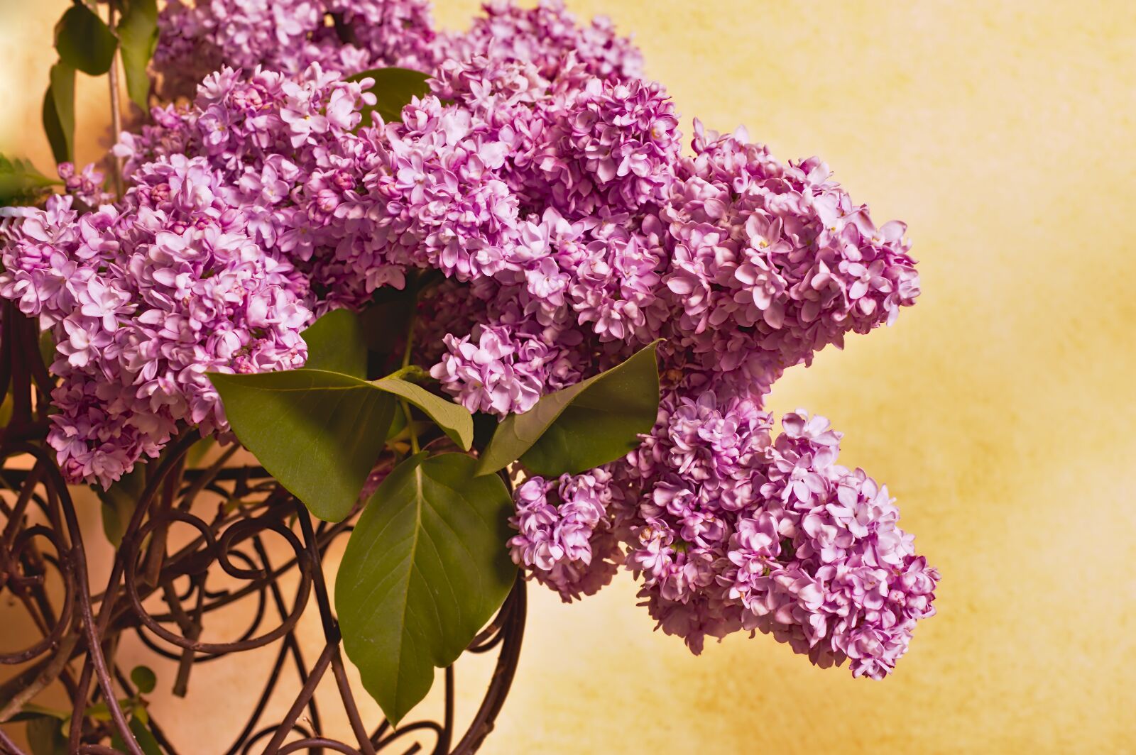 Nikon D3200 sample photo. Lilac, lilac branches, lilac photography